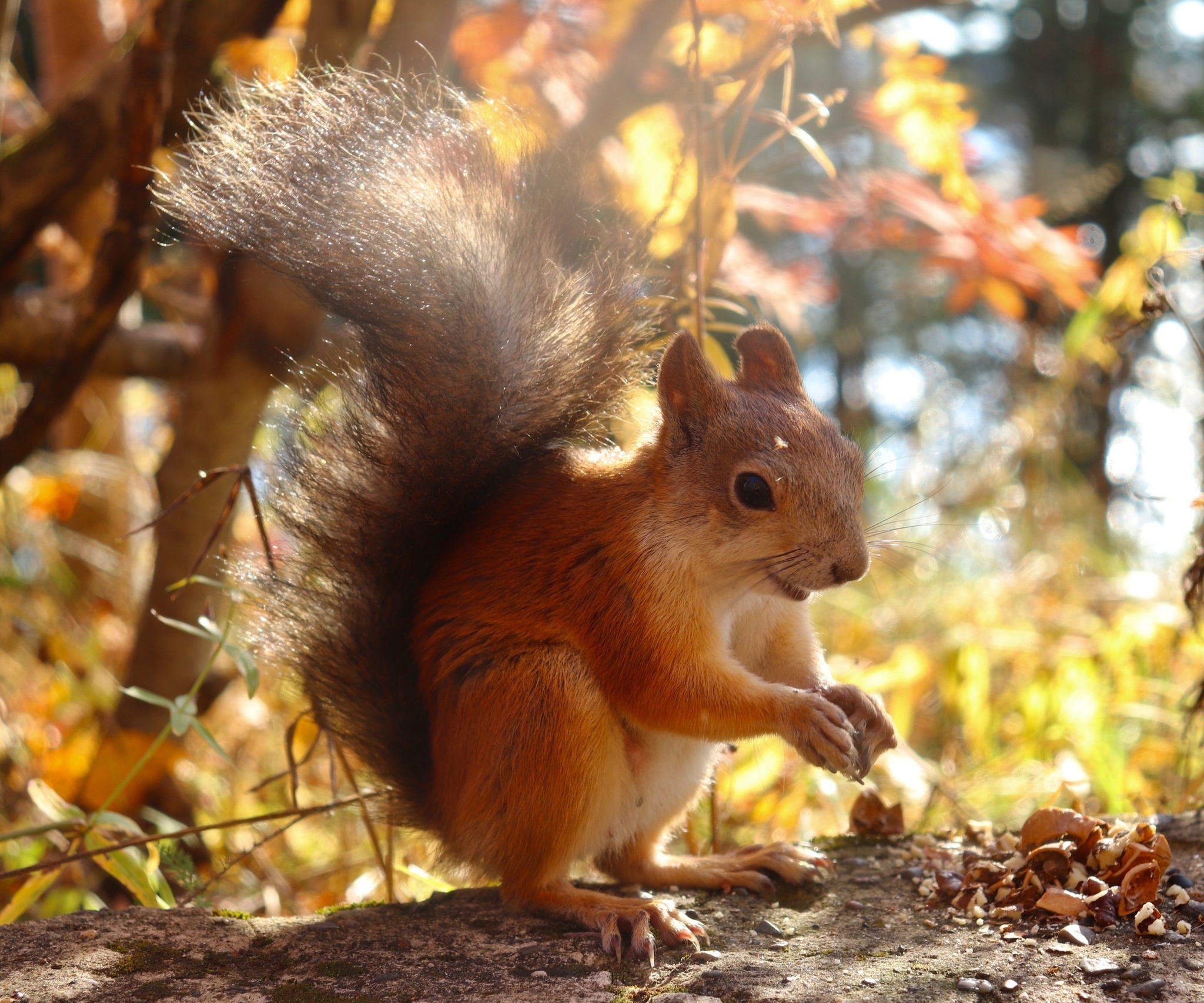 The World Through Mom's Lens. A Selection of Photos with Animals and Insects - My, Animals, Tit, Horses, ladybug, Butterfly, The photo, Squirrel, Poodle, Longpost