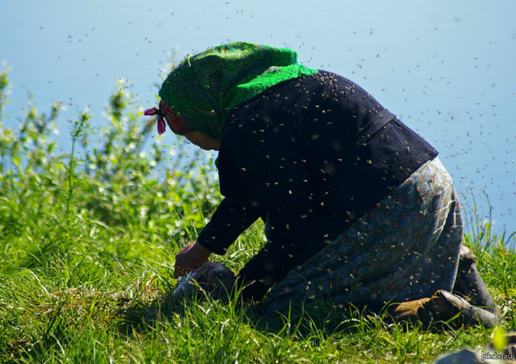 Why Are There So Many Mosquitoes in the Arctic? Three Reasons Why the North Is a Paradise for Bloodsuckers - Mosquitoes, Insects, Arctic, Animals, Wild animals, Yandex Zen, Yandex Zen (link), Longpost