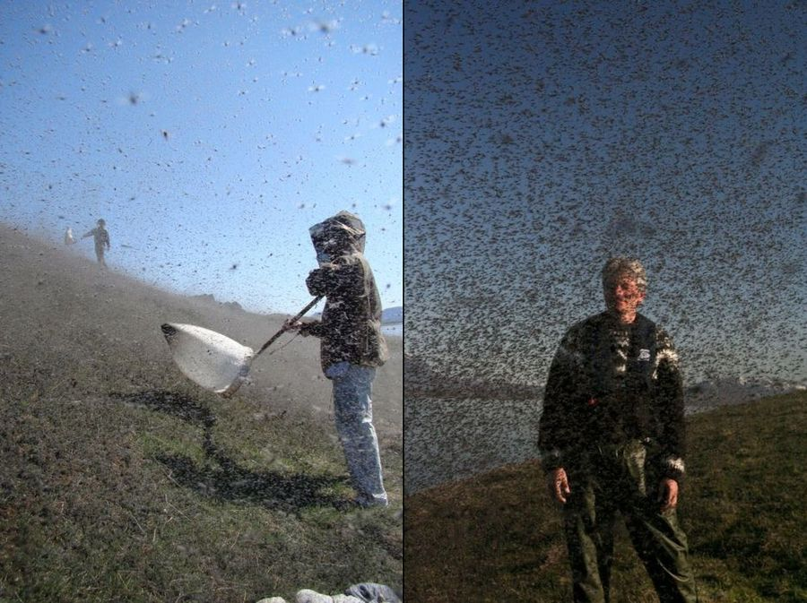 Why Are There So Many Mosquitoes in the Arctic? Three Reasons Why the North Is a Paradise for Bloodsuckers - Mosquitoes, Insects, Arctic, Animals, Wild animals, Yandex Zen, Yandex Zen (link), Longpost