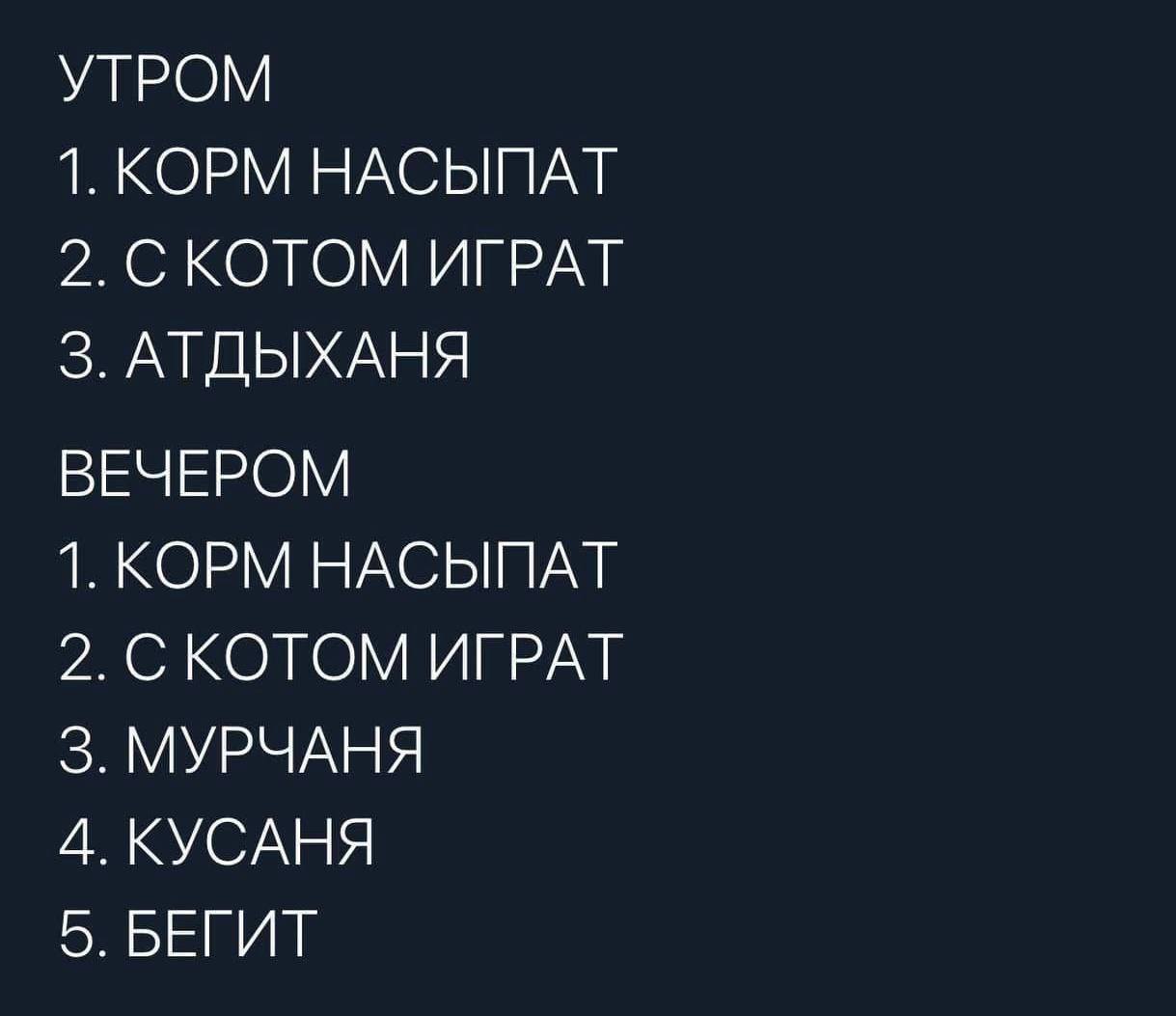 Распорядок дня - Юмор, Картинка с текстом, Кот, Распорядок, Telegram (ссылка)