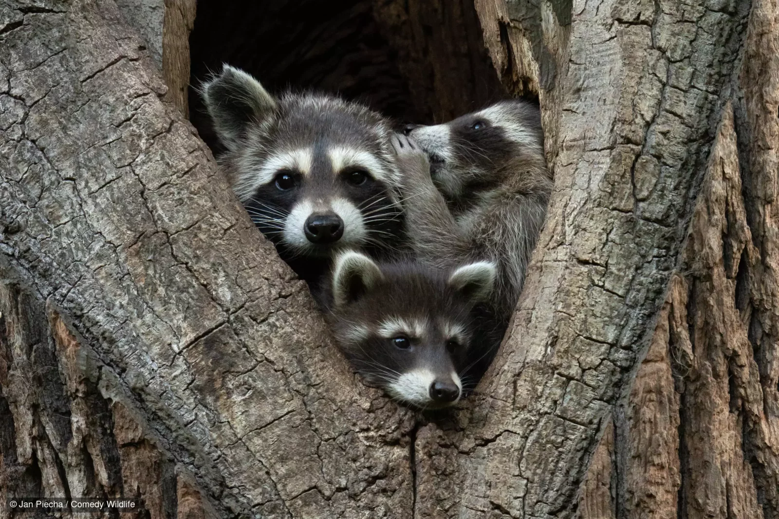 Финалисты конкурса Comedy Wildlife Photography Awards 2024 - Дикие животные, Птицы, Рыба, Насекомые, Млекопитающие, Парнокопытные, Фотоконкурс, Фотография, Дикая природа, Длиннопост