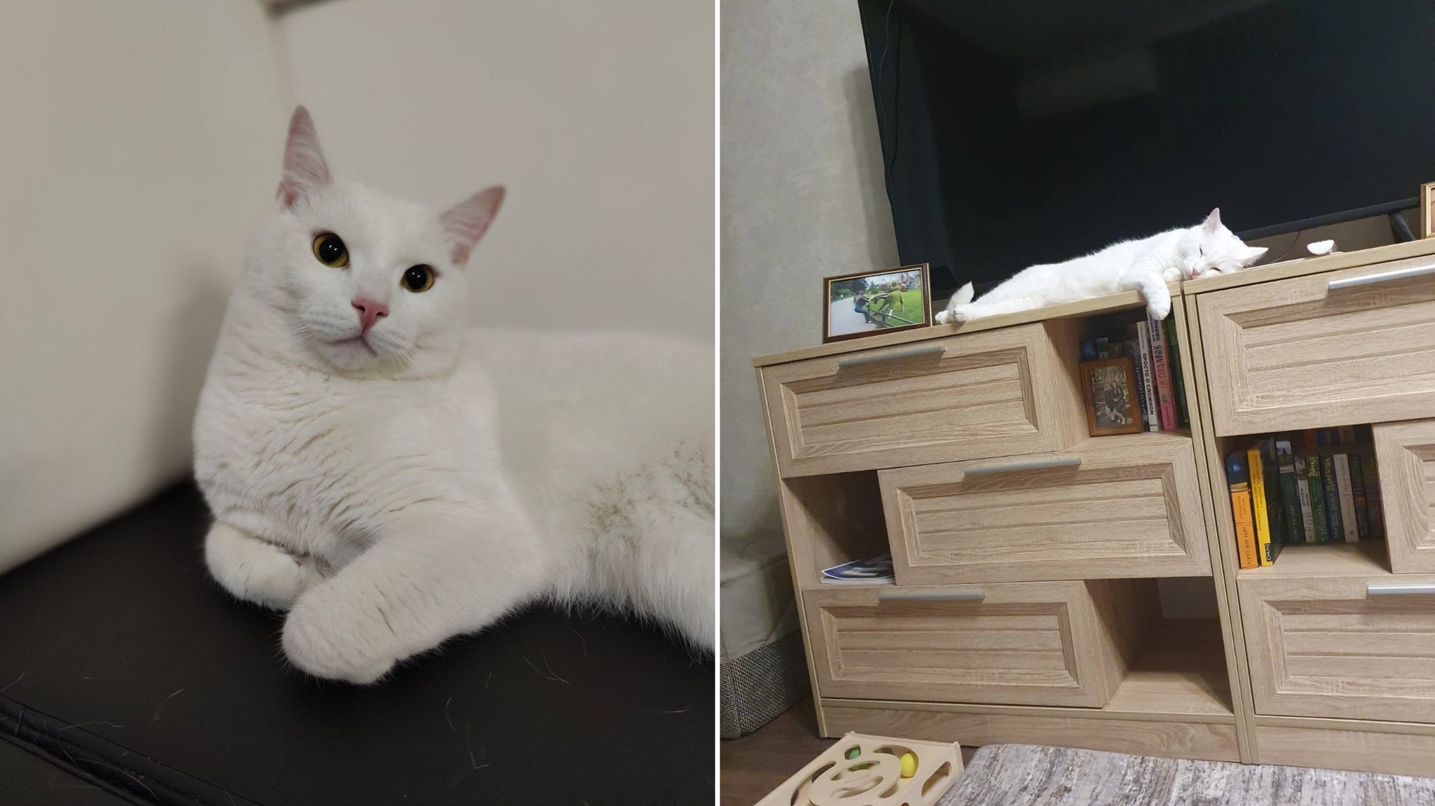 Greetings from a white cat who was abandoned on the street a few months ago. - My, Tosno, Animal Rescue, cat, Found a home, Longpost