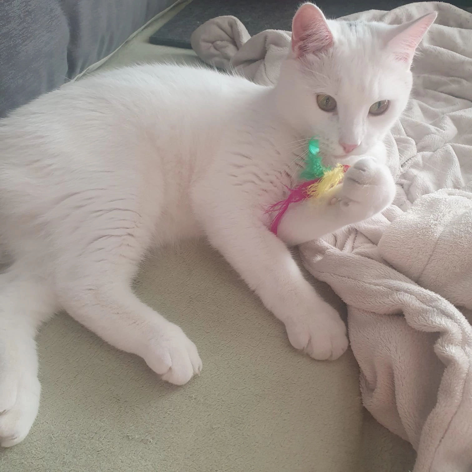 Greetings from a white cat who was abandoned on the street a few months ago. - My, Tosno, Animal Rescue, cat, Found a home, Longpost