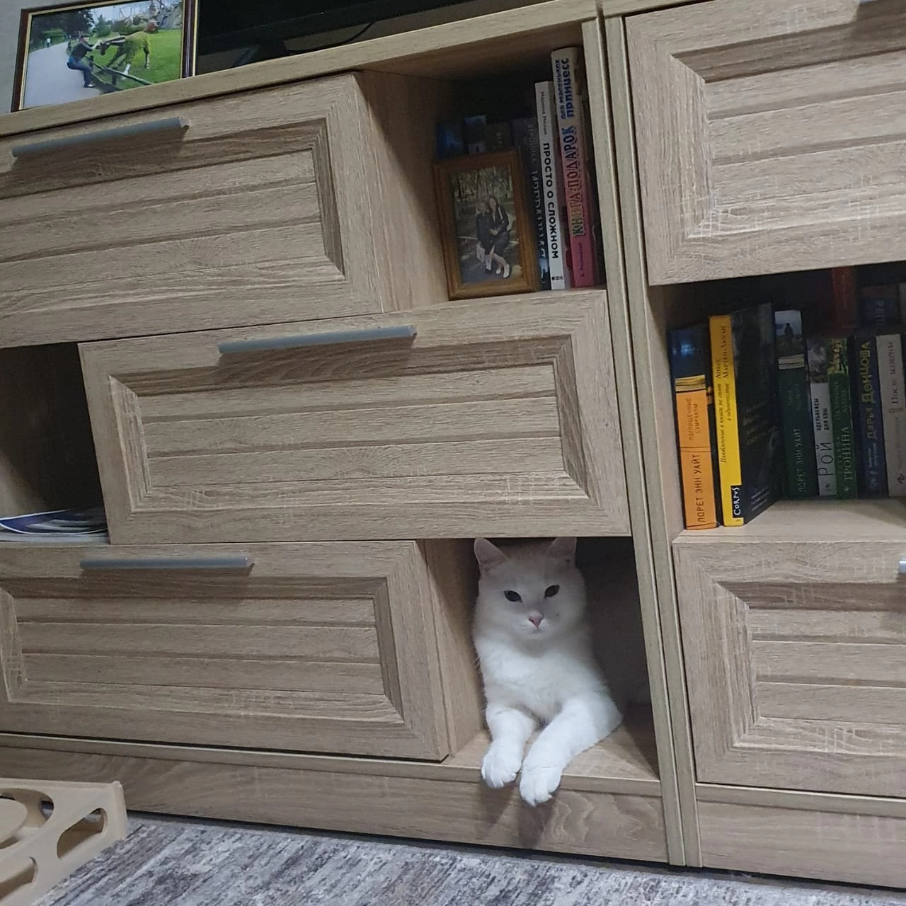 Greetings from a white cat who was abandoned on the street a few months ago. - My, Tosno, Animal Rescue, cat, Found a home, Longpost