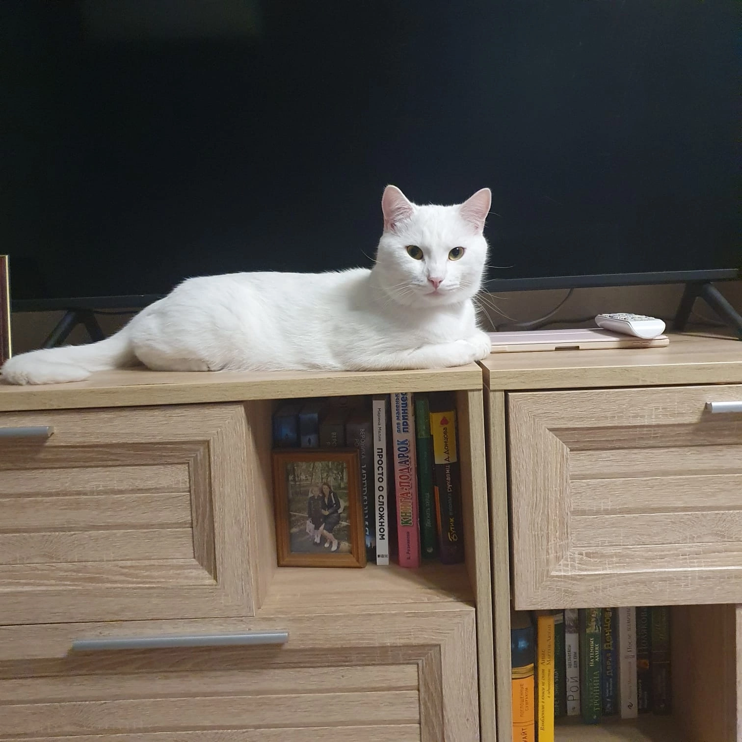 Greetings from a white cat who was abandoned on the street a few months ago. - My, Tosno, Animal Rescue, cat, Found a home, Longpost