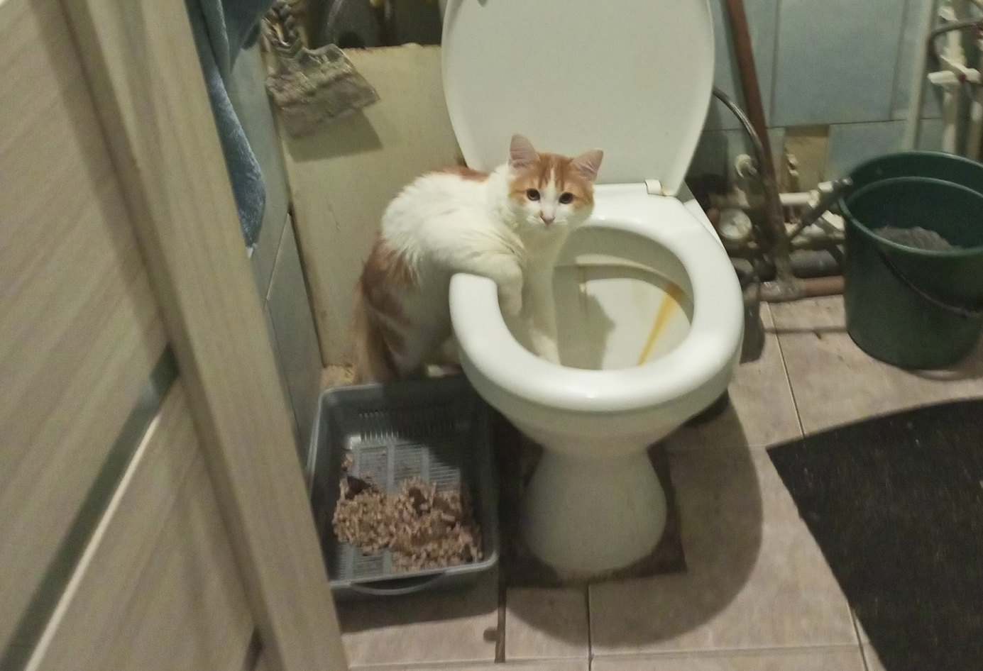 Woke up the cat - My, cat, Dream, Toilet, Pose, Toilet, Funny animals, Fluffy