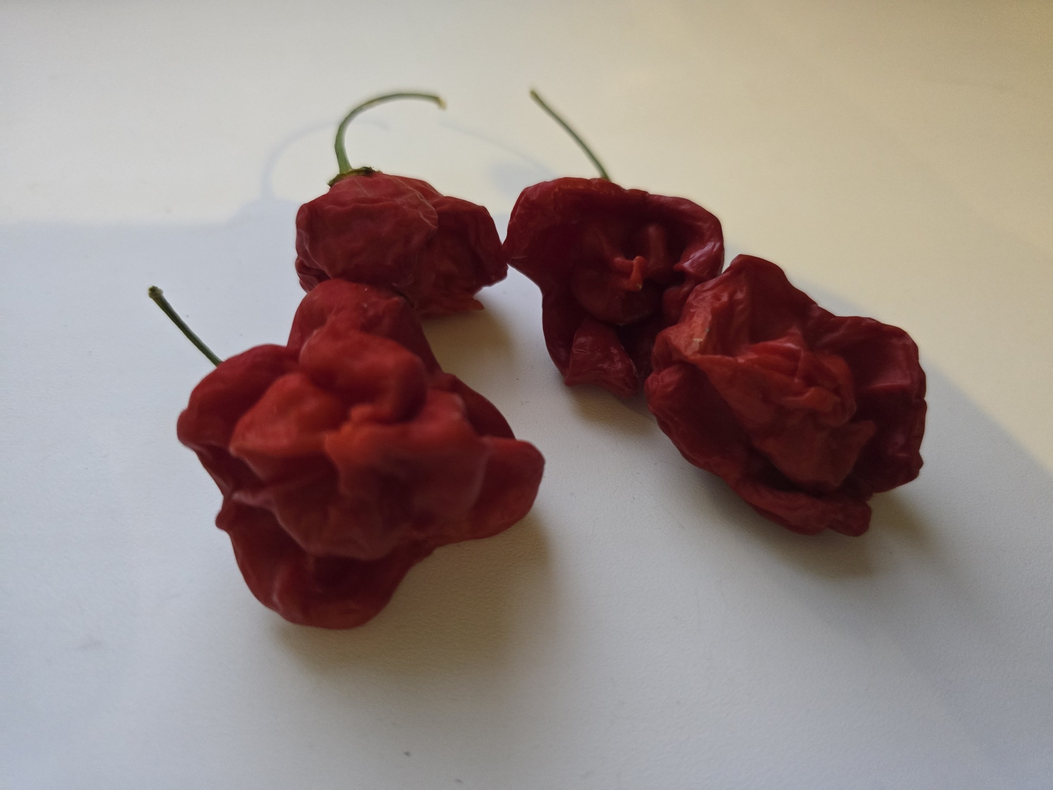 What kind of peppers are these? - My, Spicy, Pepper, Chile