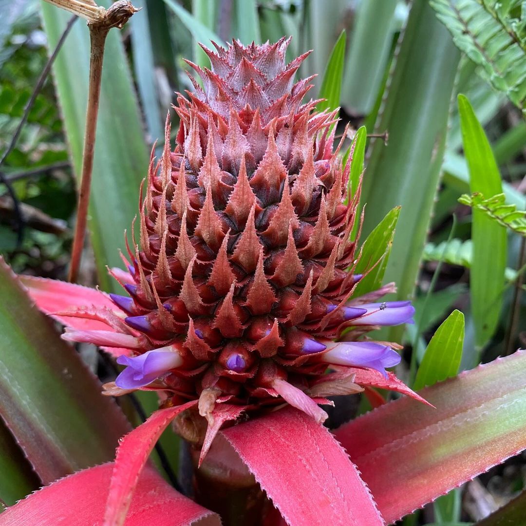 Pineapple - A pineapple, Plants, Flowers, Plantation, South America, The photo, Longpost