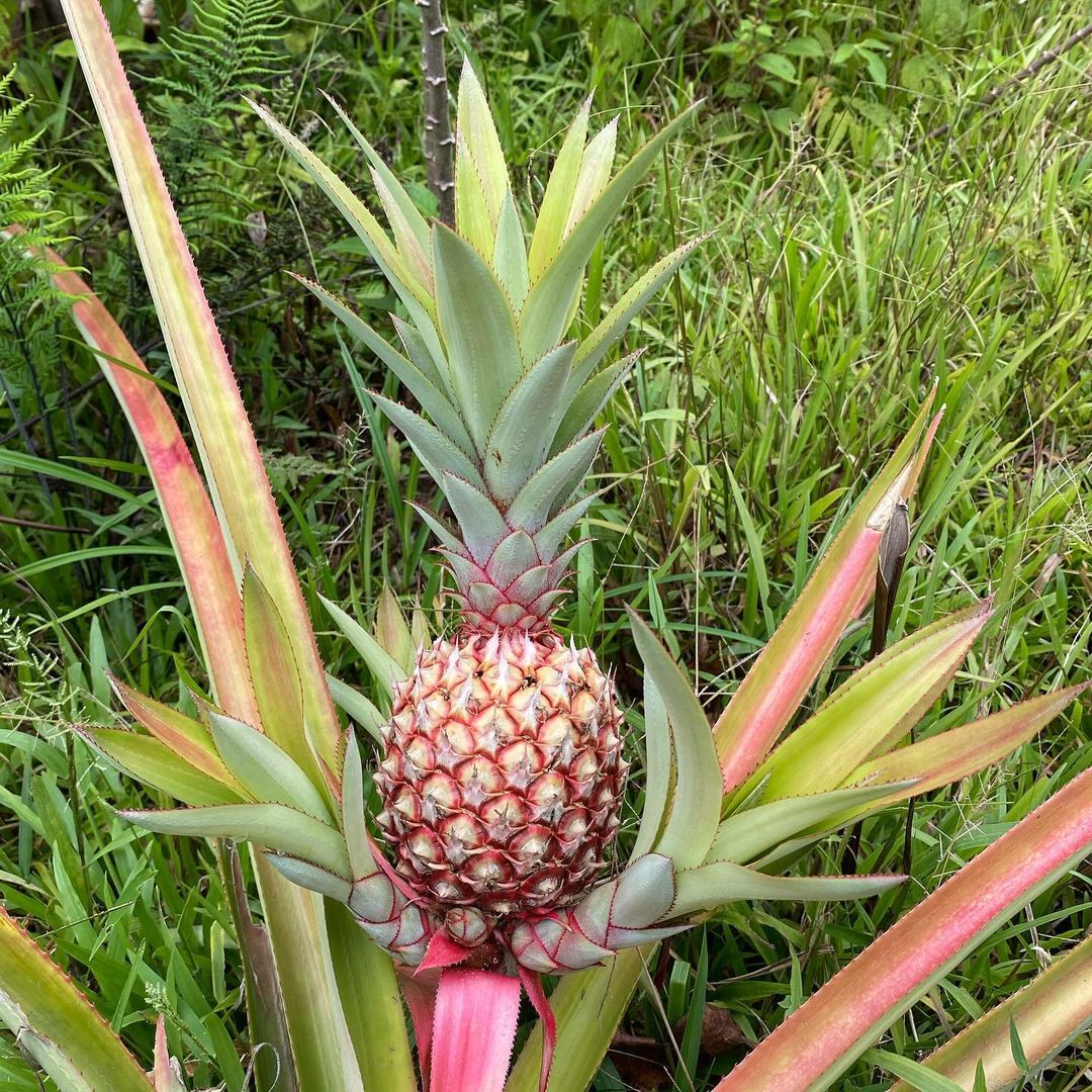 Pineapple - A pineapple, Plants, Flowers, Plantation, South America, The photo, Longpost