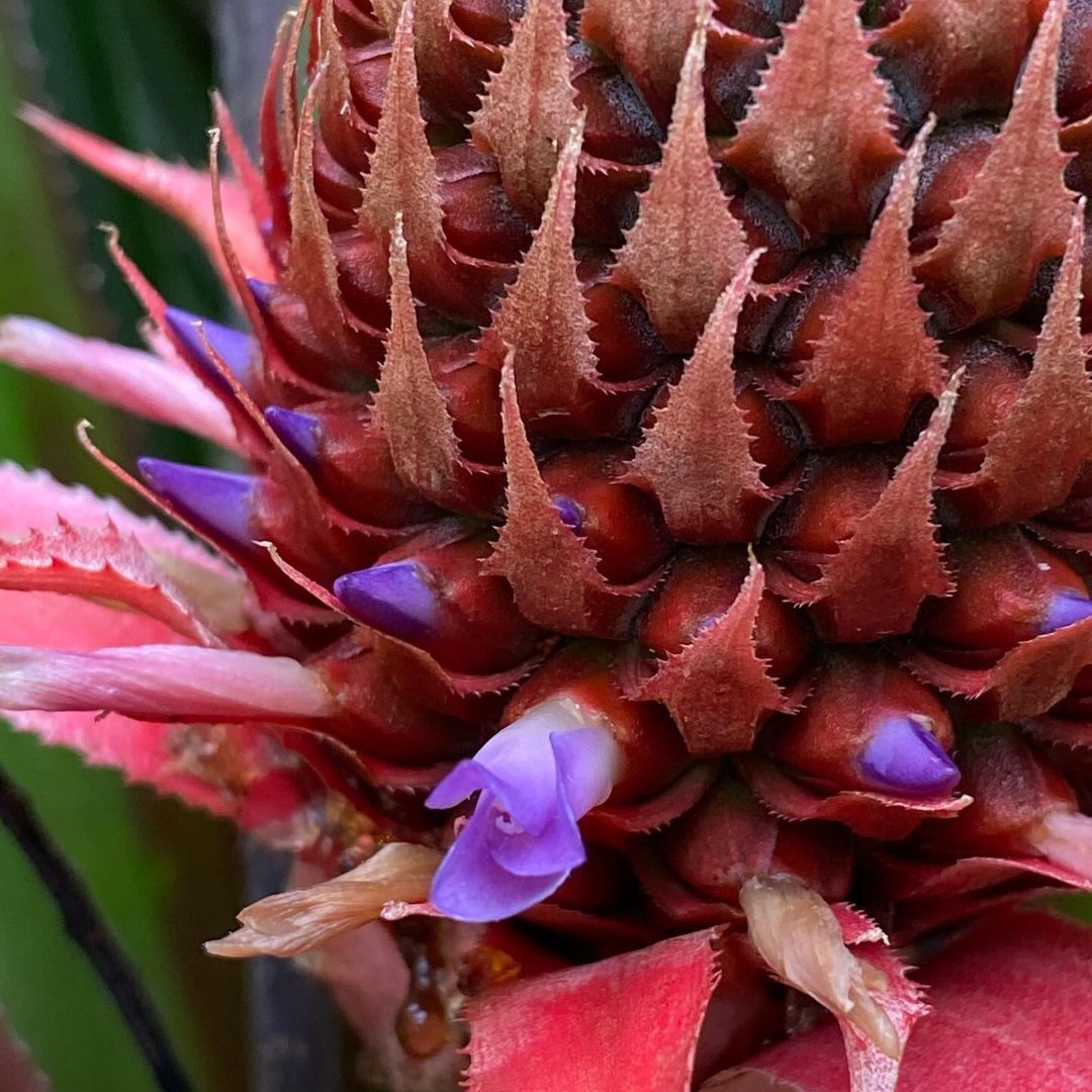 Pineapple - A pineapple, Plants, Flowers, Plantation, South America, The photo, Longpost