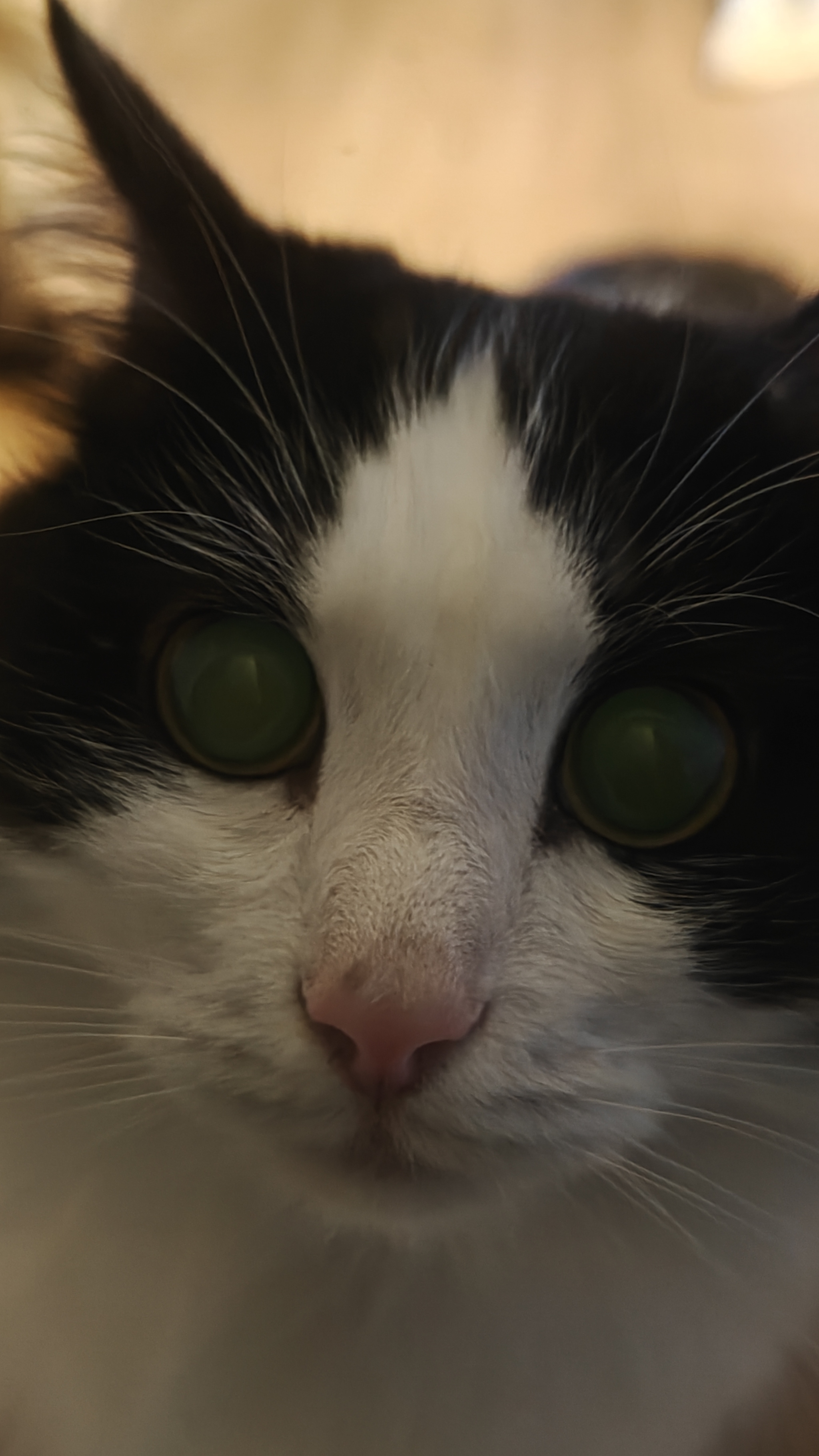 Photo of the day section - My, cat, Eyes, cat from shrek