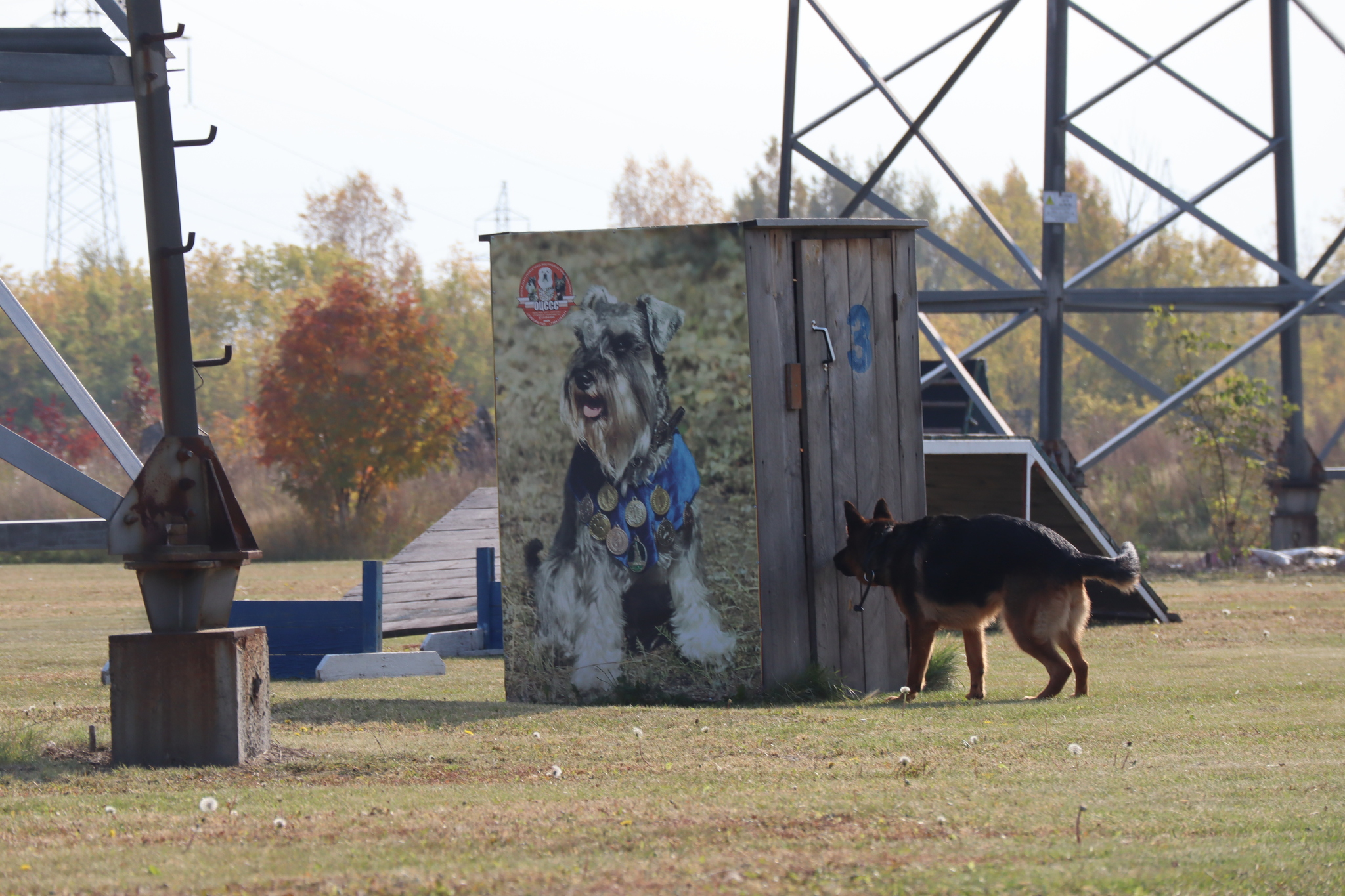 Dog training in Omsk - OCSSSS 28 - 09 - 2024 - Dog, Dog lovers, Puppies, Omsk, Training, Г“Г±Г±Г±, Care, Friend, Longpost