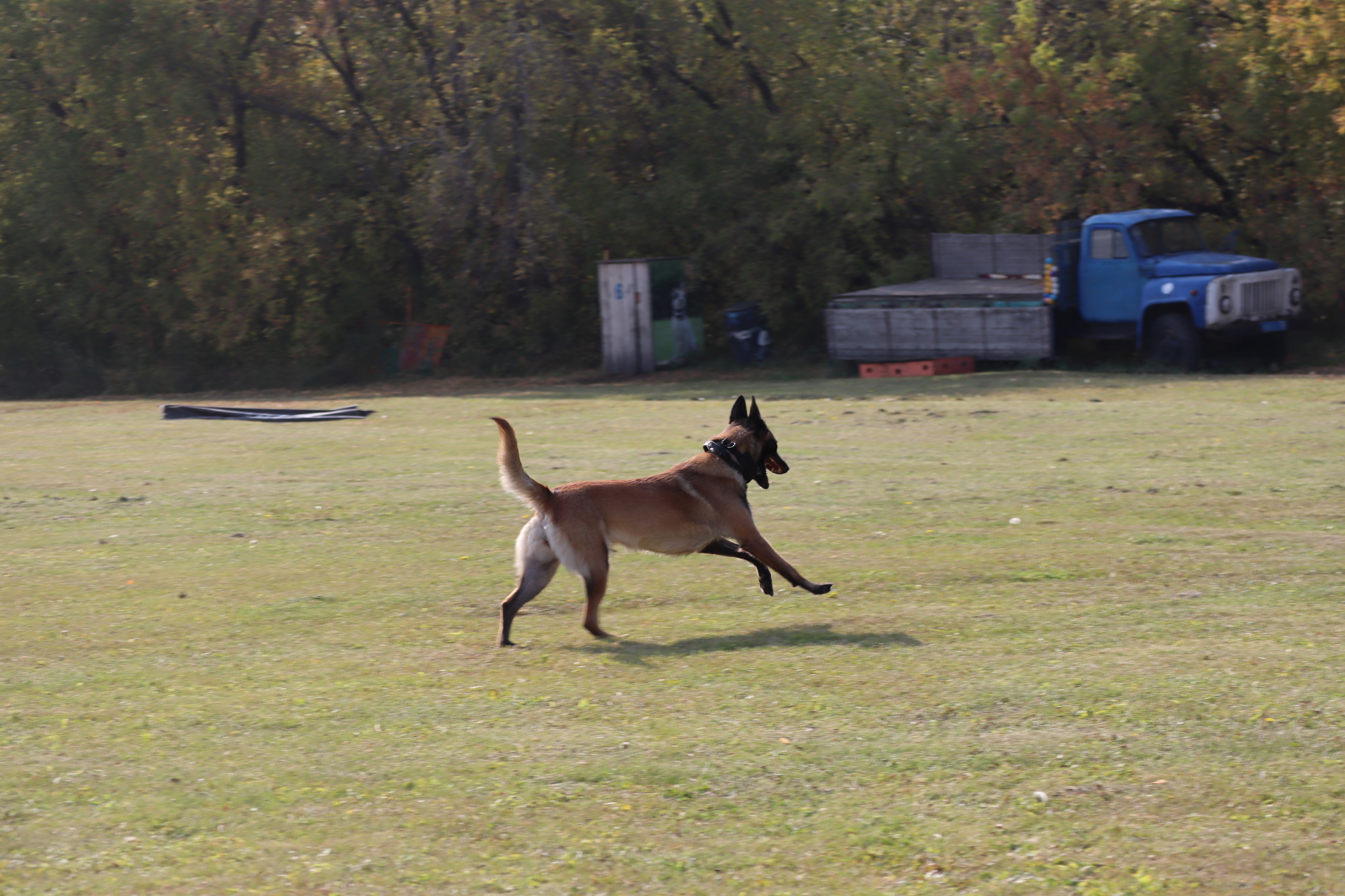 Dog training in Omsk - OCSSSS 28 - 09 - 2024 - Dog, Dog lovers, Puppies, Omsk, Training, Г“Г±Г±Г±, Care, Friend, Longpost