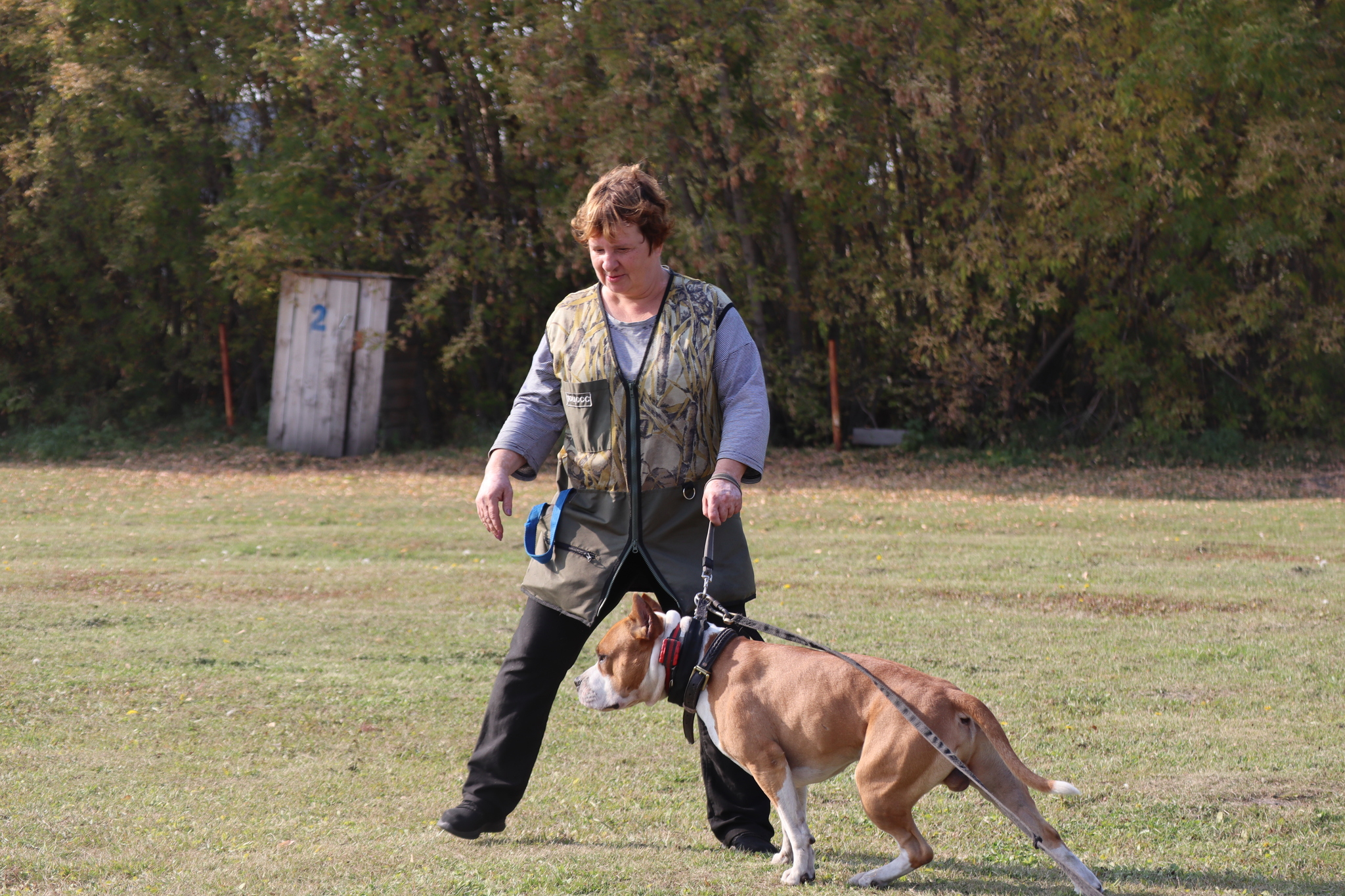 Dog training in Omsk - OCSSSS 28 - 09 - 2024 - Dog, Dog lovers, Puppies, Omsk, Training, Г“Г±Г±Г±, Care, Friend, Longpost