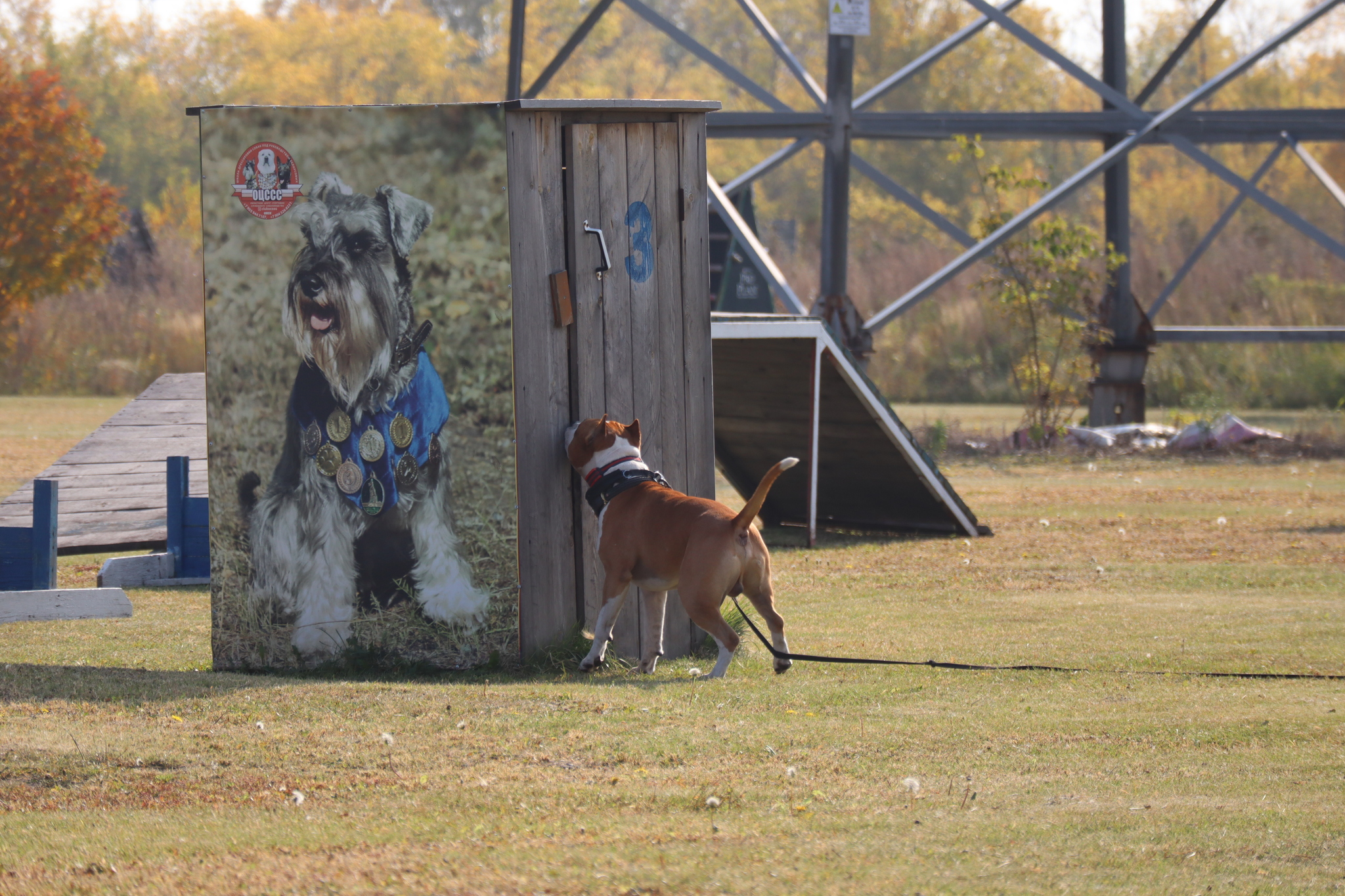 Dog training in Omsk - OCSSSS 28 - 09 - 2024 - Dog, Dog lovers, Puppies, Omsk, Training, Г“Г±Г±Г±, Care, Friend, Longpost