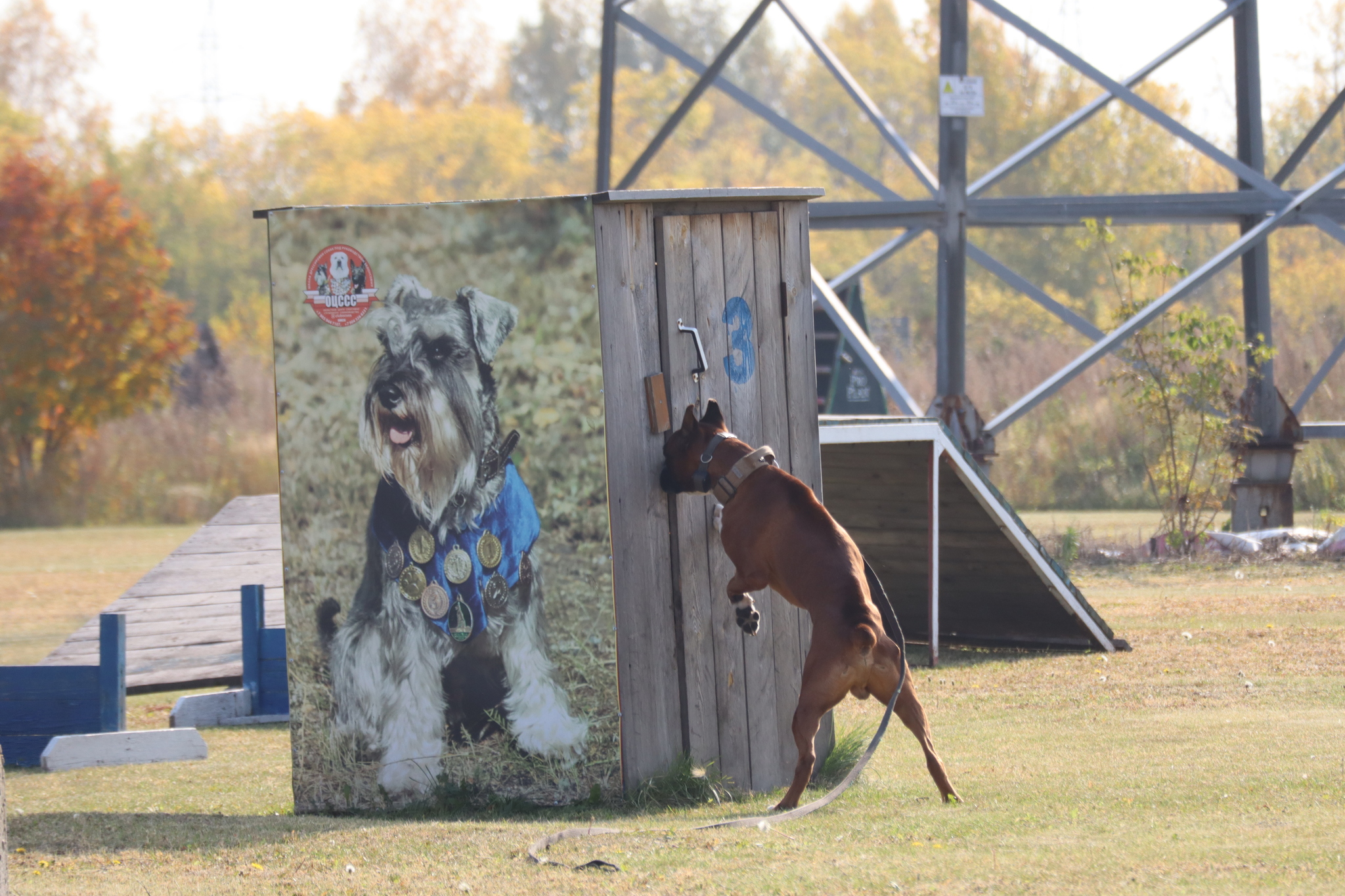 Dog training in Omsk - OCSSSS 28 - 09 - 2024 - Dog, Dog lovers, Puppies, Omsk, Training, Г“Г±Г±Г±, Care, Friend, Longpost