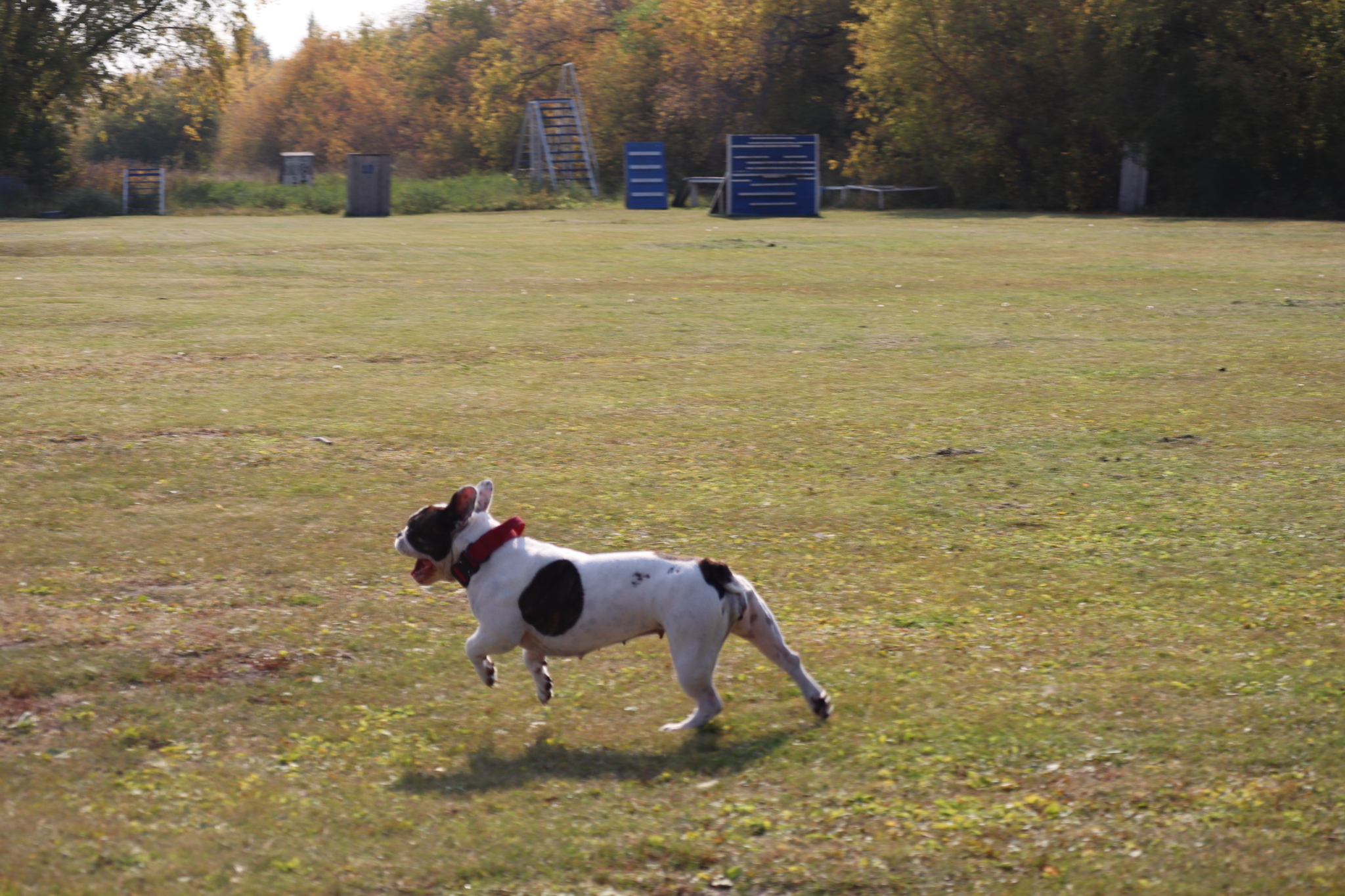 Dog training in Omsk - OCSSSS 28 - 09 - 2024 - Dog, Dog lovers, Puppies, Omsk, Training, Г“Г±Г±Г±, Care, Friend, Longpost