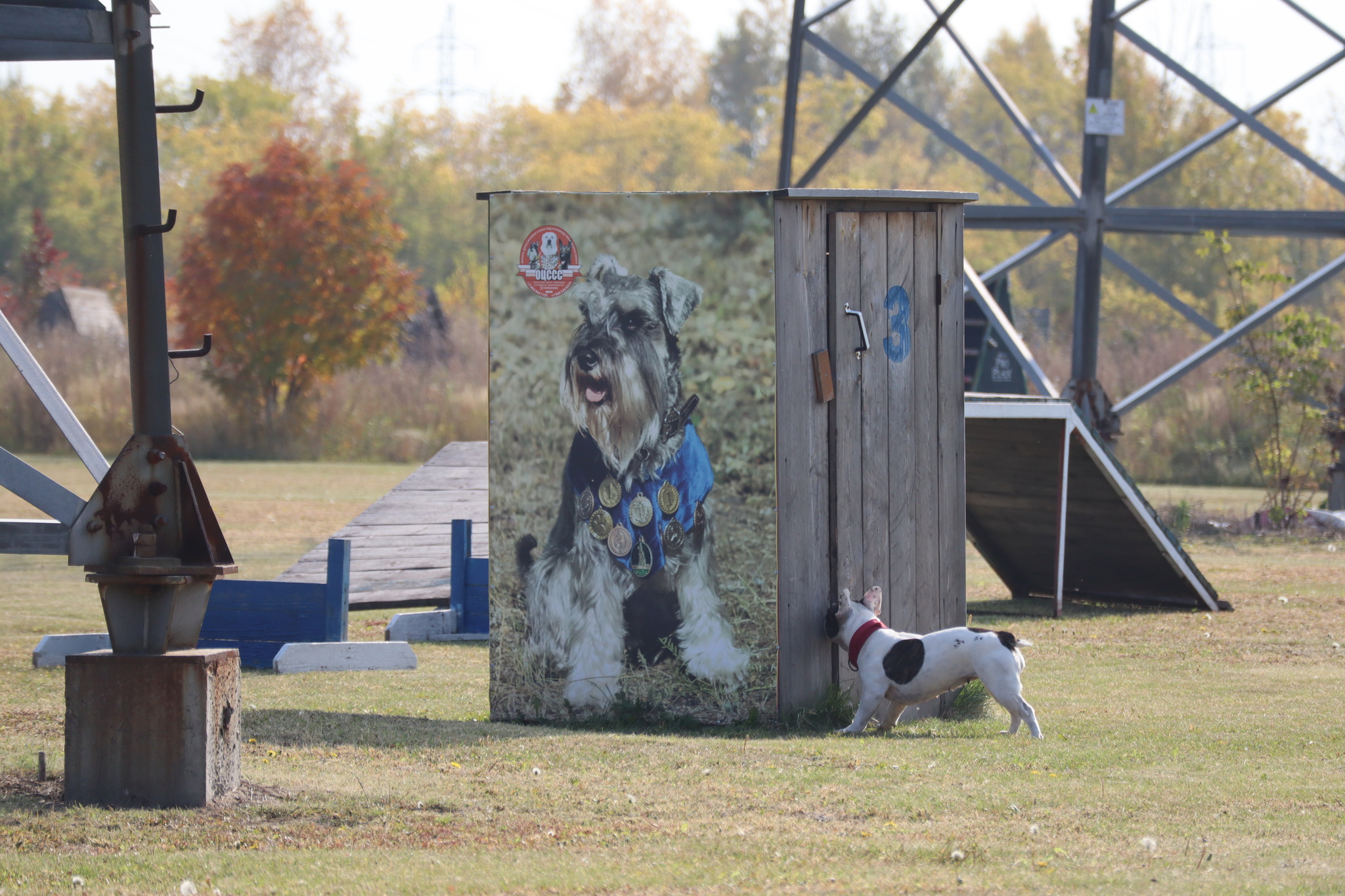 Dog training in Omsk - OCSSSS 28 - 09 - 2024 - Dog, Dog lovers, Puppies, Omsk, Training, Г“Г±Г±Г±, Care, Friend, Longpost