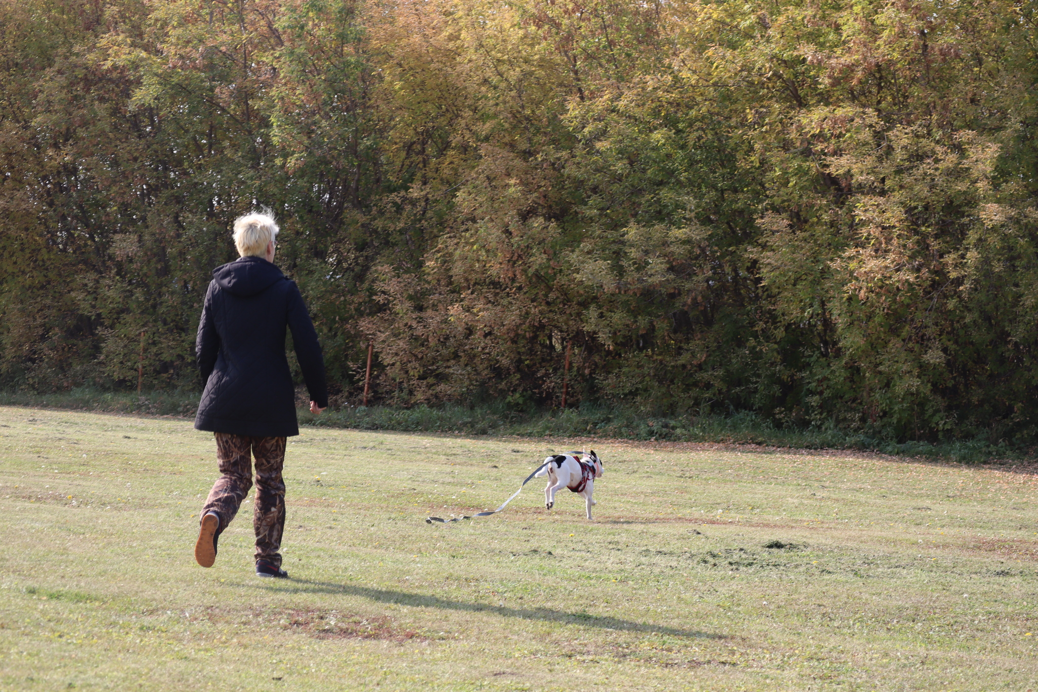 Dog training in Omsk - OCSSSS 28 - 09 - 2024 - Dog, Dog lovers, Puppies, Omsk, Training, Г“Г±Г±Г±, Care, Friend, Longpost