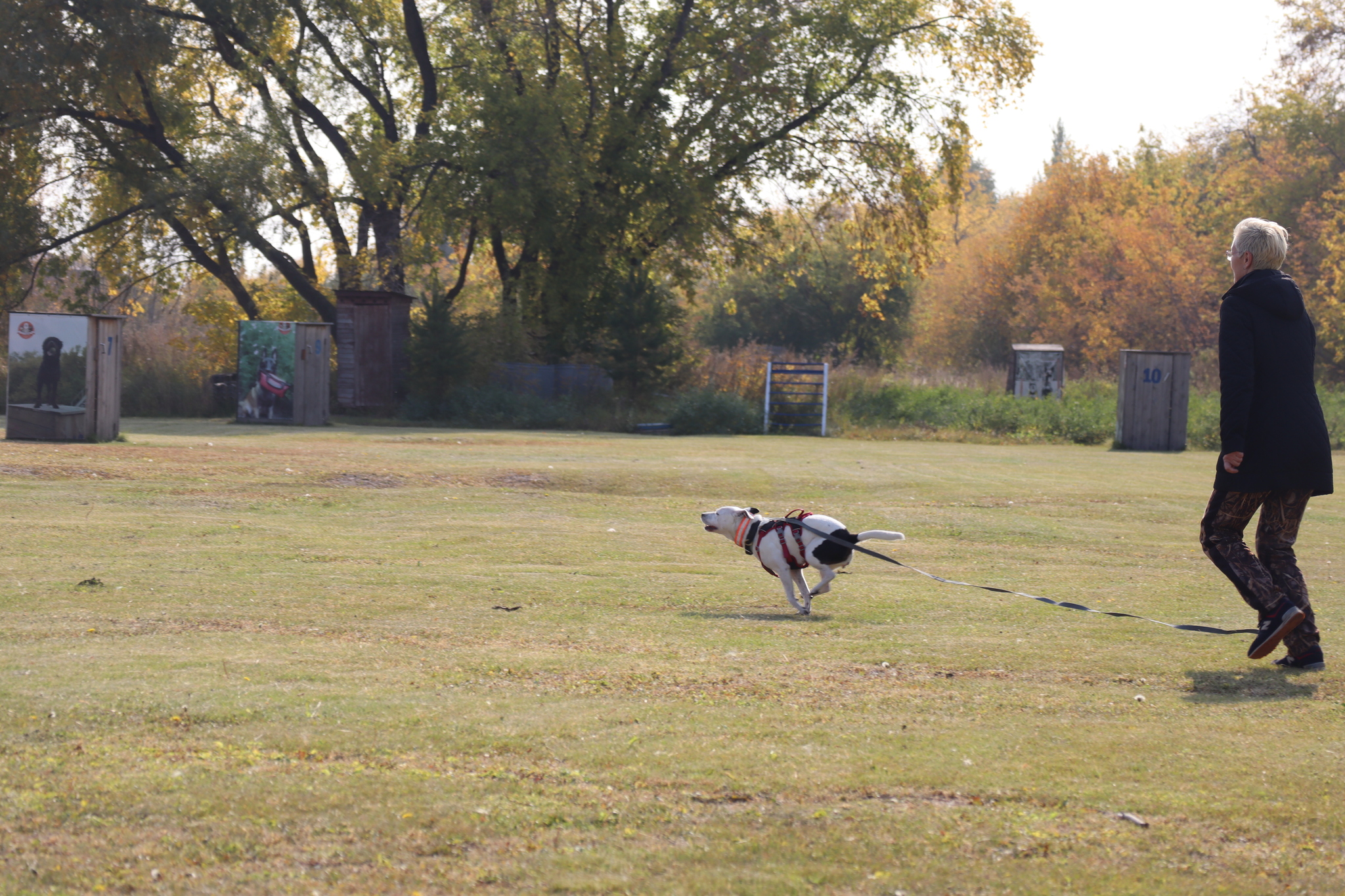 Dog training in Omsk - OCSSSS 28 - 09 - 2024 - Dog, Dog lovers, Puppies, Omsk, Training, Г“Г±Г±Г±, Care, Friend, Longpost