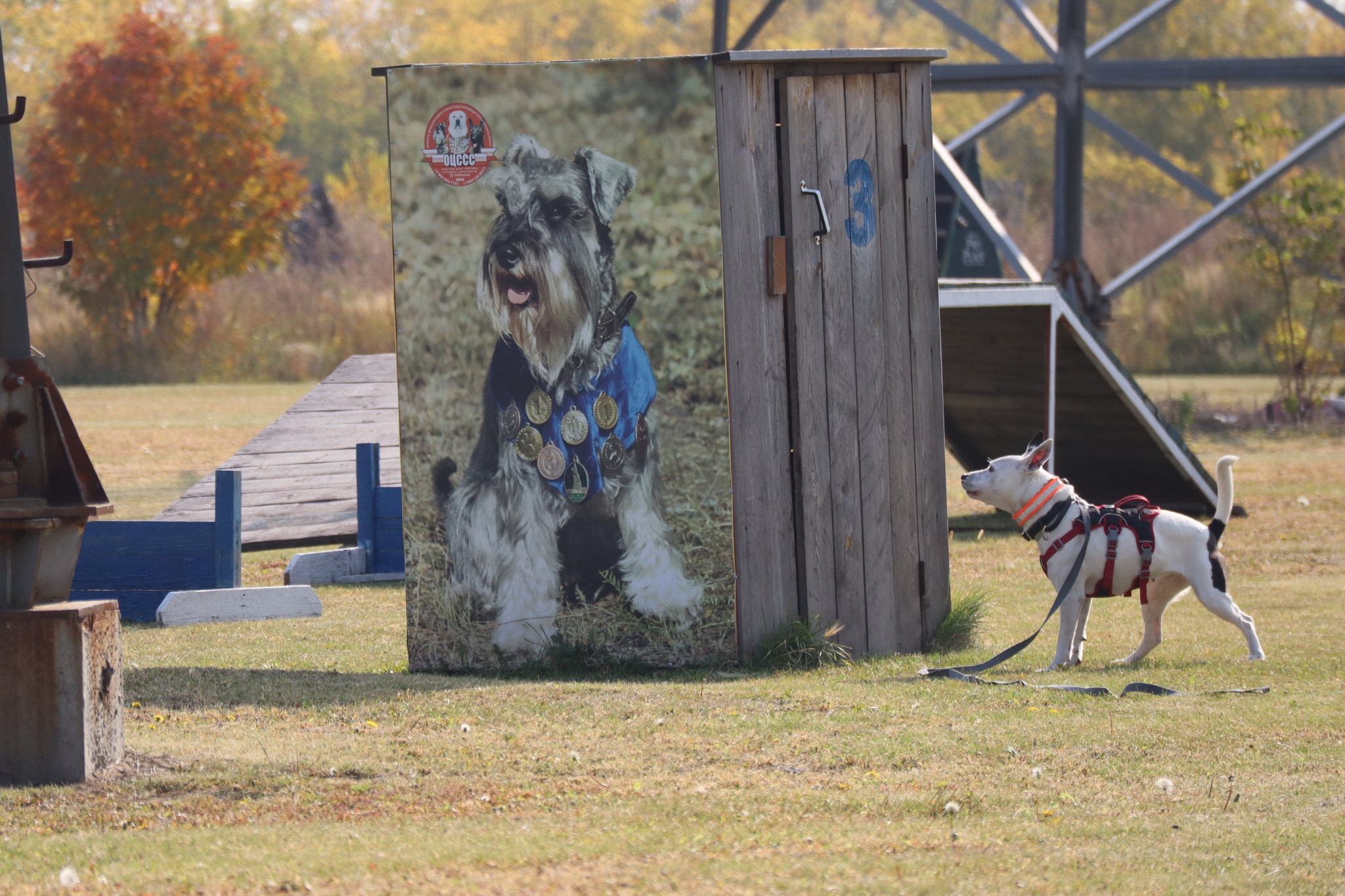 Dog training in Omsk - OCSSSS 28 - 09 - 2024 - Dog, Dog lovers, Puppies, Omsk, Training, Г“Г±Г±Г±, Care, Friend, Longpost