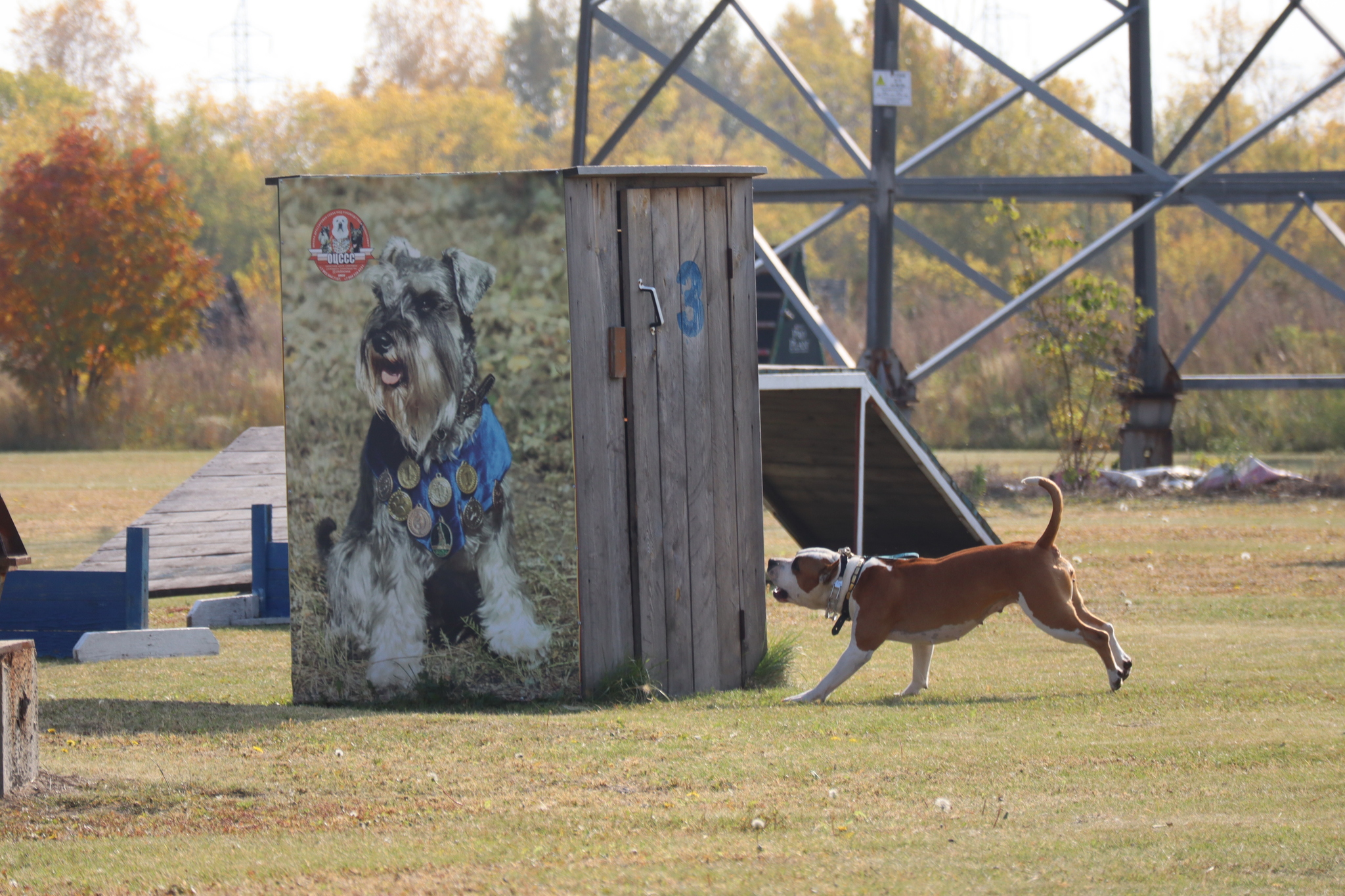 Dog training in Omsk - OCSSSS 28 - 09 - 2024 - Dog, Dog lovers, Puppies, Omsk, Training, Г“Г±Г±Г±, Care, Friend, Longpost