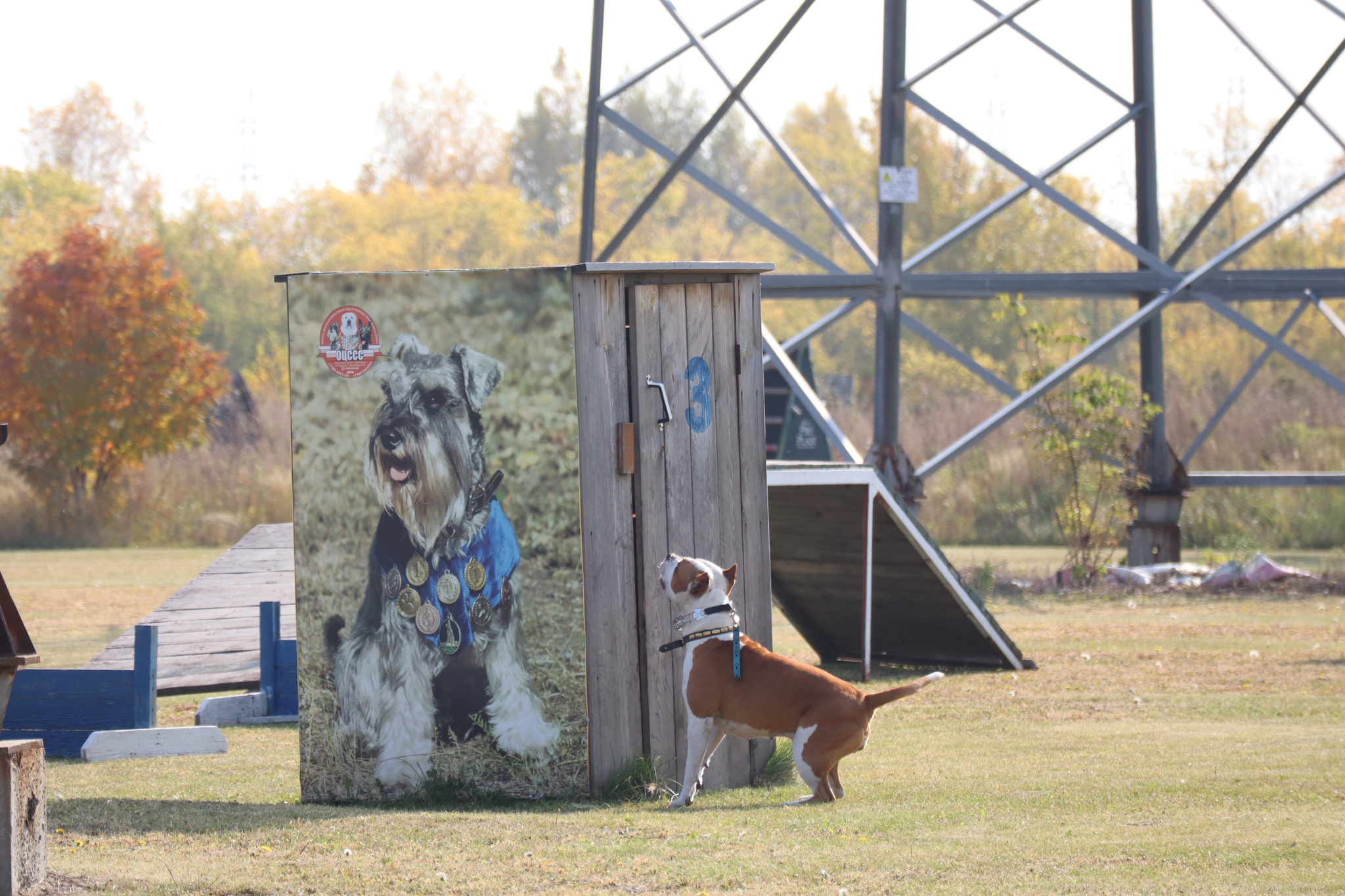 Dog training in Omsk - OCSSSS 28 - 09 - 2024 - Dog, Dog lovers, Puppies, Omsk, Training, Г“Г±Г±Г±, Care, Friend, Longpost