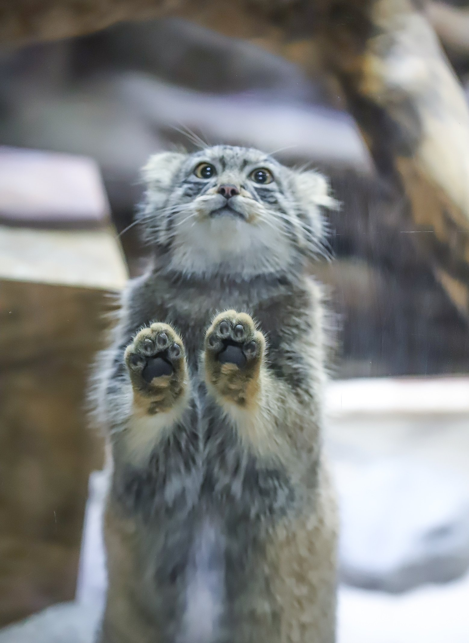 Oh, how I want to squeeze it! Every finger :3 - Wild animals, Zoo, Predatory animals, Cat family, Pallas' cat, Small cats, Young, Paws