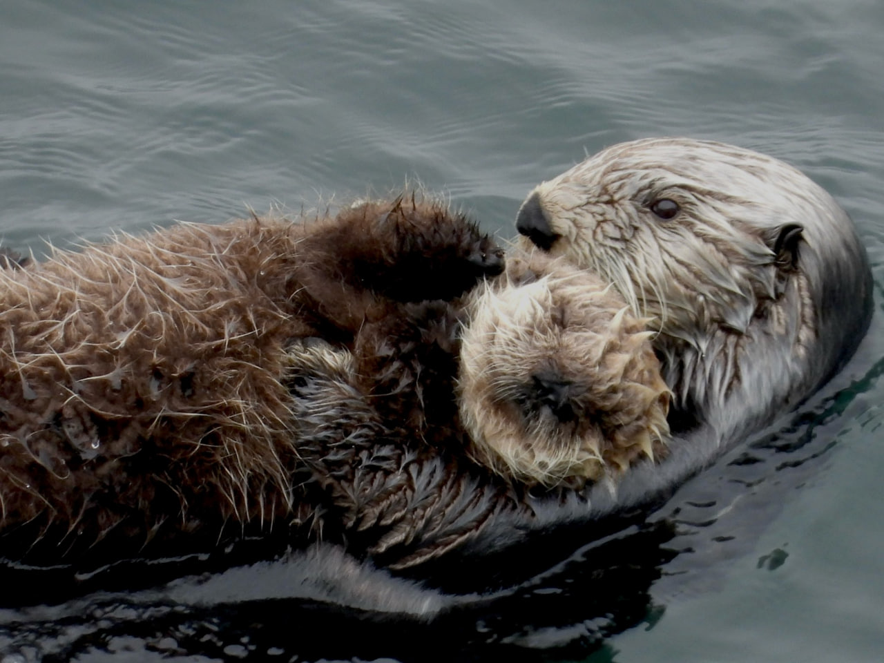 I'm a good enough mother! - Animals, Otter, Sea otter, Telegram (link), Milota