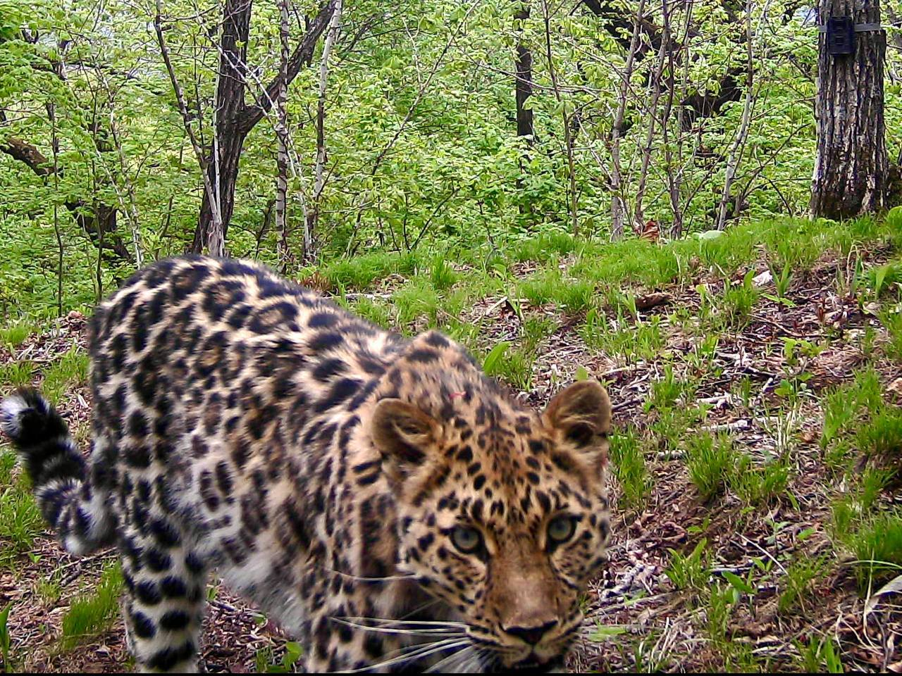 When you live for yourself and then suffer from lack of sleep - Far Eastern leopard, Wild animals, wildlife, Leopard, Land of the Leopard, National park, Phototrap, Cat family, Big cats, Primorsky Krai, Predatory animals, Yawn, The photo, Telegram (link), Longpost