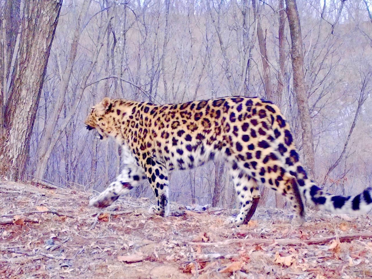 When you live for yourself and then suffer from lack of sleep - Far Eastern leopard, Wild animals, wildlife, Leopard, Land of the Leopard, National park, Phototrap, Cat family, Big cats, Primorsky Krai, Predatory animals, Yawn, The photo, Telegram (link), Longpost