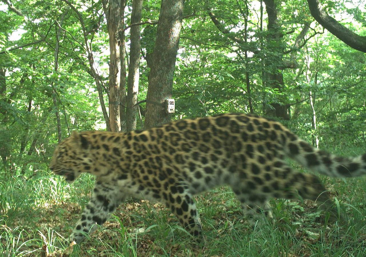 When you live for yourself and then suffer from lack of sleep - Far Eastern leopard, Wild animals, wildlife, Leopard, Land of the Leopard, National park, Phototrap, Cat family, Big cats, Primorsky Krai, Predatory animals, Yawn, The photo, Telegram (link), Longpost