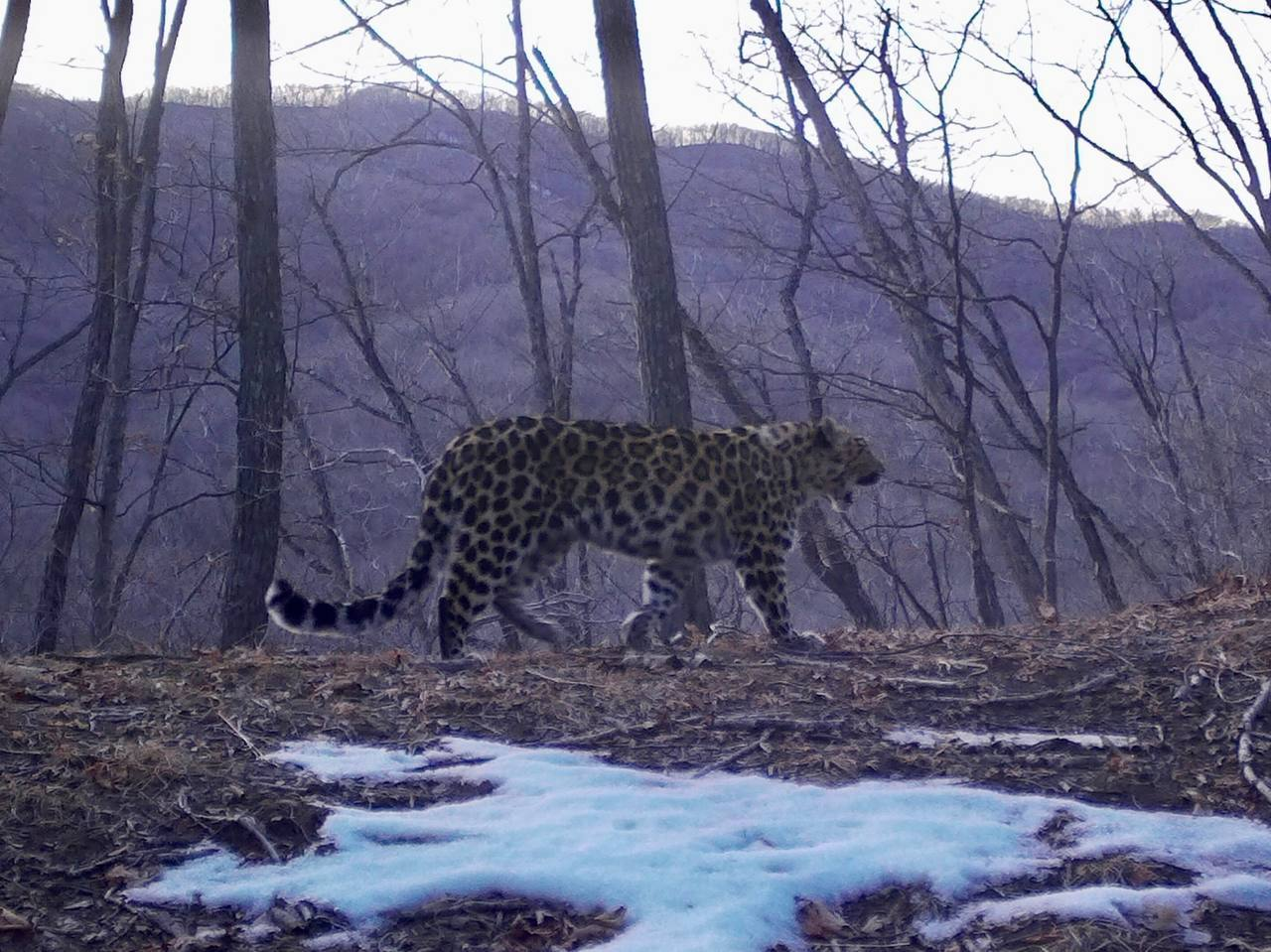 When you live for yourself and then suffer from lack of sleep - Far Eastern leopard, Wild animals, wildlife, Leopard, Land of the Leopard, National park, Phototrap, Cat family, Big cats, Primorsky Krai, Predatory animals, Yawn, The photo, Telegram (link), Longpost