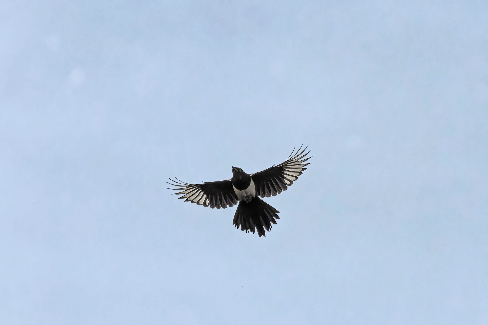 Goodbye clear days - My, The nature of Russia, Photo hunting, Nature, Birds, Hobby, Autumn, wildlife, Bird watching, Video, Longpost