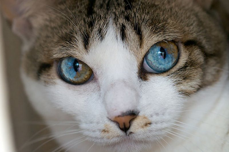 Heterochromia - Heterochromia, cat, Eyes, Fluffy, beauty, Longpost