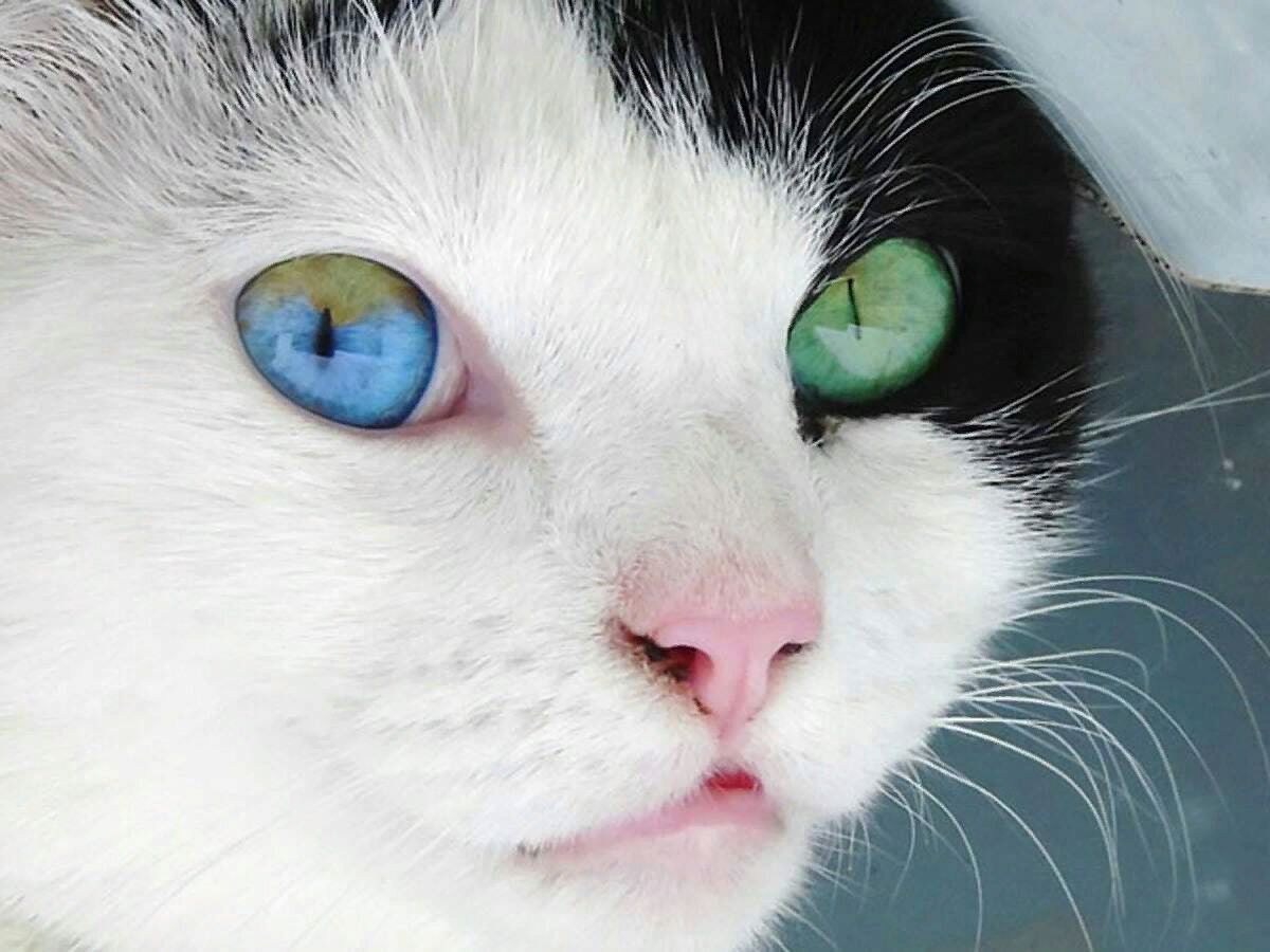 Heterochromia - Heterochromia, cat, Eyes, Fluffy, beauty, Longpost