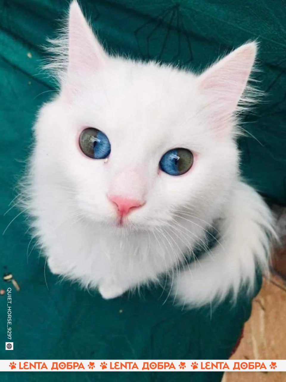 Heterochromia - Heterochromia, cat, Eyes, Fluffy, beauty, Longpost