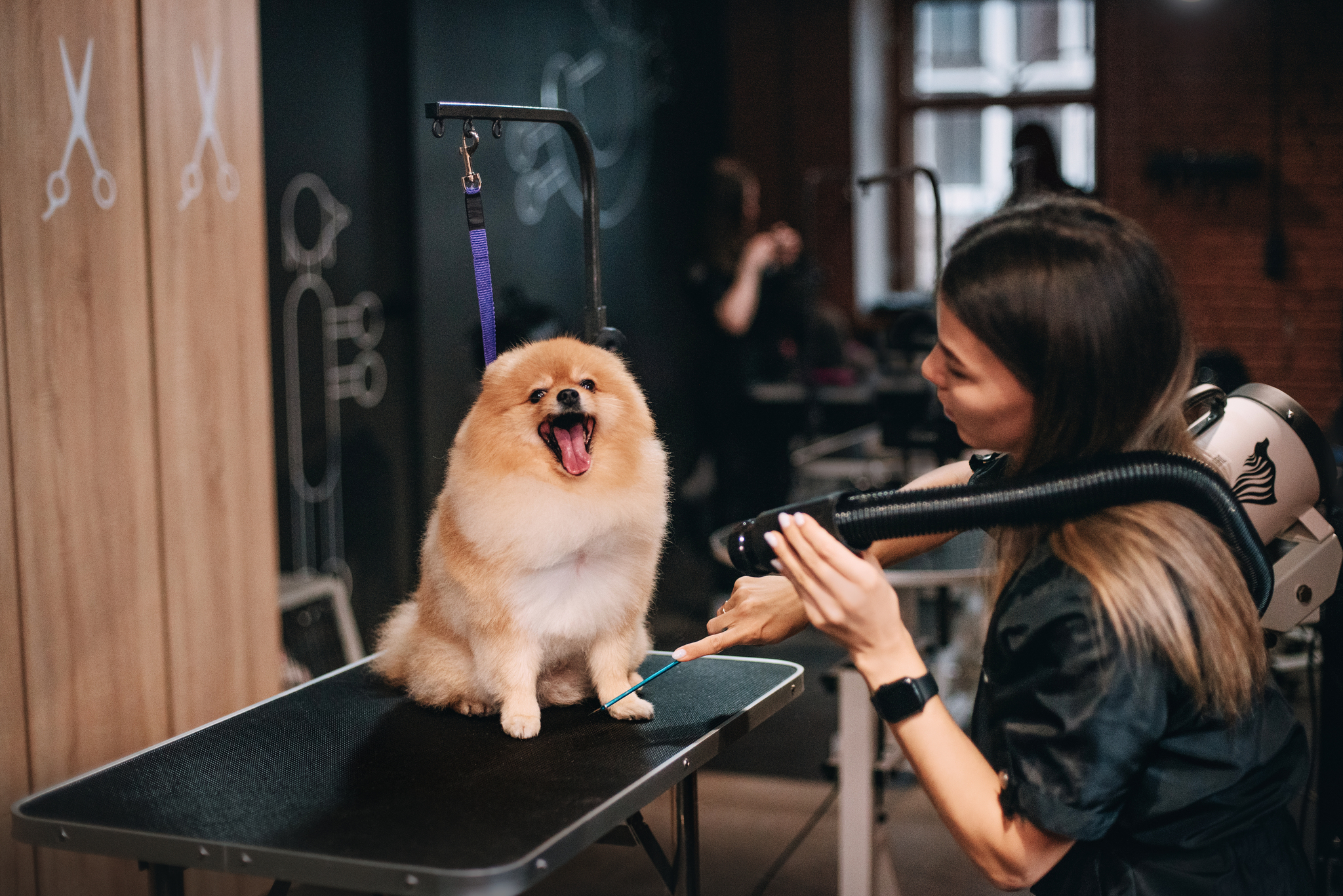 How to open a grooming salon: comparing two options - your own business and buying a franchise - Entrepreneurship, Business, Small business, Grooming, Pets, Franchise, Longpost