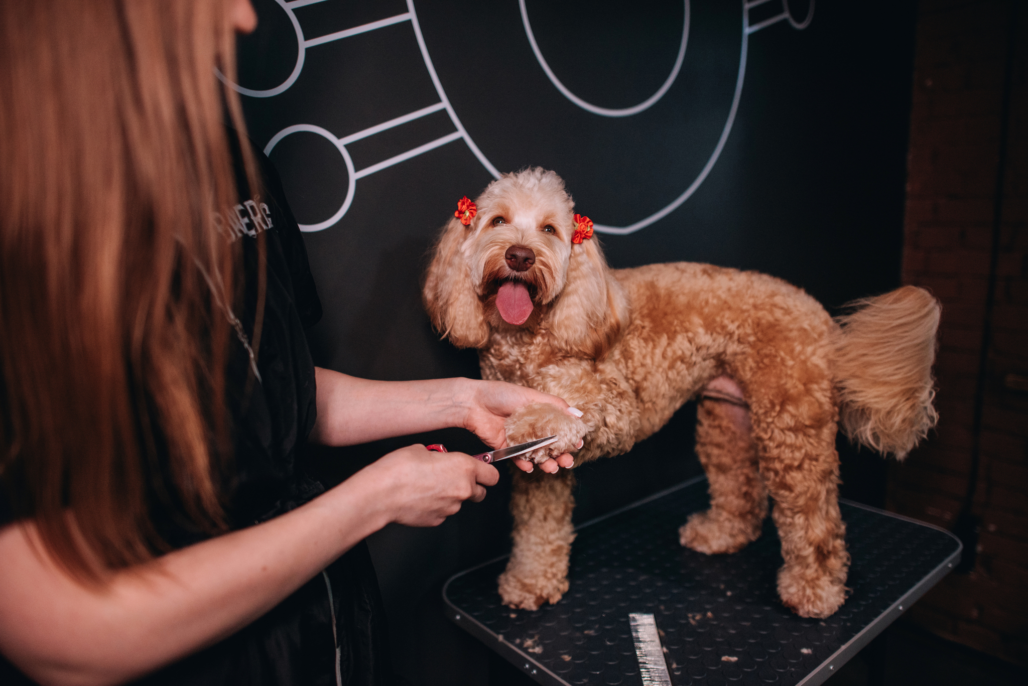 How to open a grooming salon: comparing two options - your own business and buying a franchise - Entrepreneurship, Business, Small business, Grooming, Pets, Franchise, Longpost