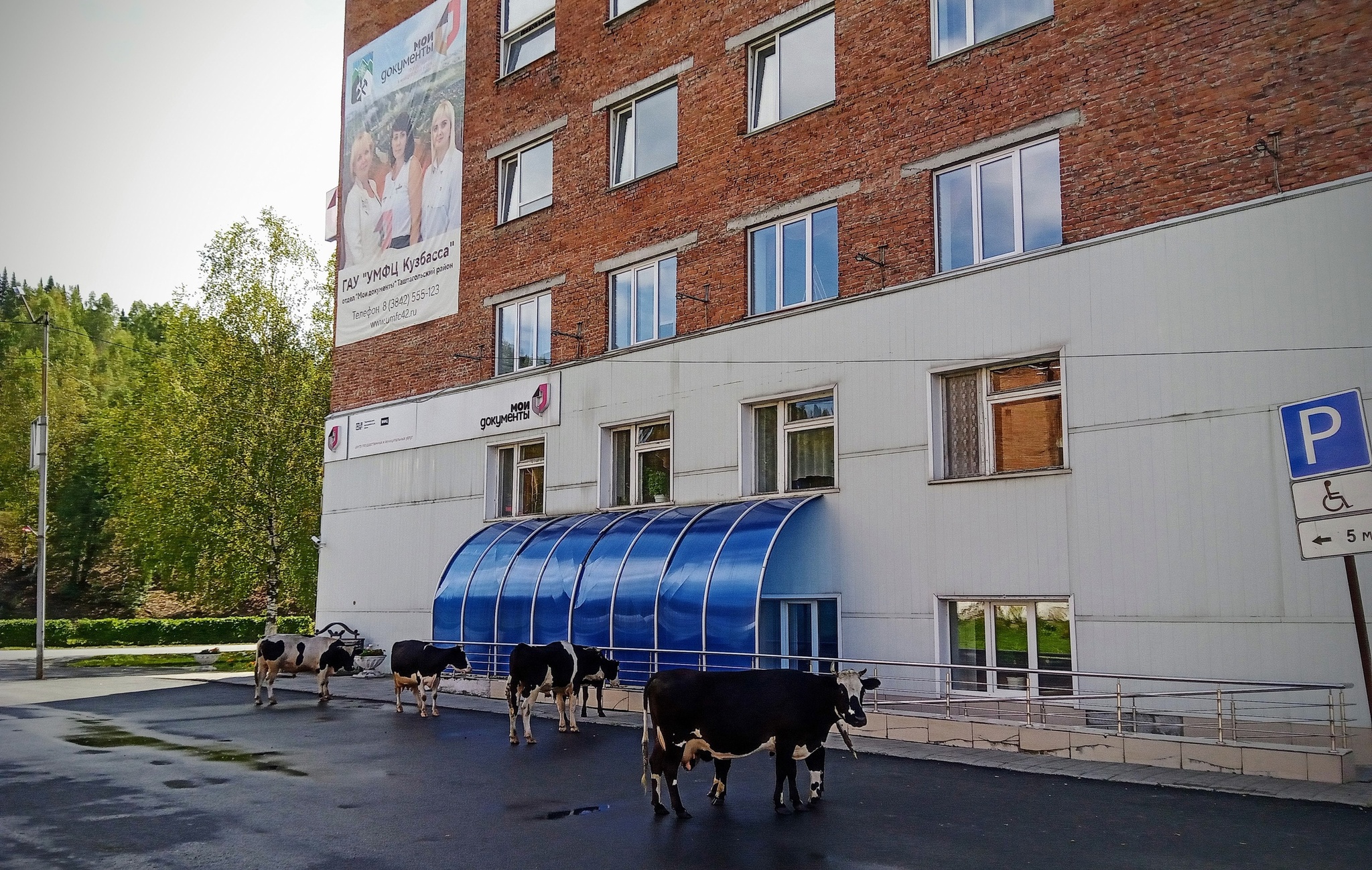 Cows are evolving - My, Kemerovo region - Kuzbass, Tashtagol, Sacred Cows, Traffic rules, Video