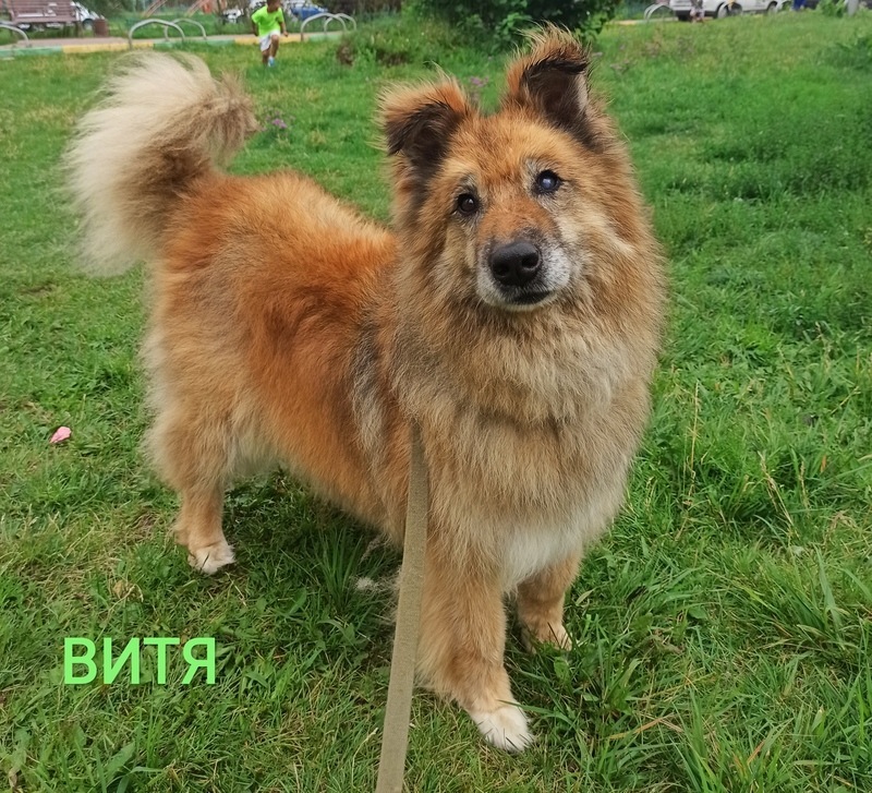 Golden Dog Vitya in the Shelter - Shelter, Overexposure, Homeless animals, In good hands, Dog, Volunteering, Good league, Solntsevo, Moscow, Kindness, Charity, Moscow region, Longpost