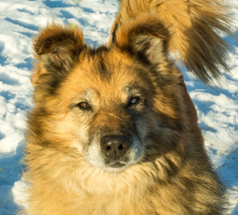 Golden Dog Vitya in the Shelter - Shelter, Overexposure, Homeless animals, In good hands, Dog, Volunteering, Good league, Solntsevo, Moscow, Kindness, Charity, Moscow region, Longpost