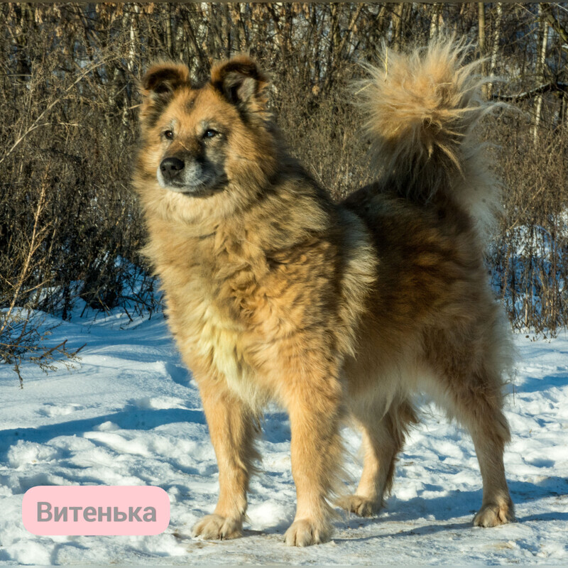 Golden Dog Vitya in the Shelter - Shelter, Overexposure, Homeless animals, In good hands, Dog, Volunteering, Good league, Solntsevo, Moscow, Kindness, Charity, Moscow region, Longpost