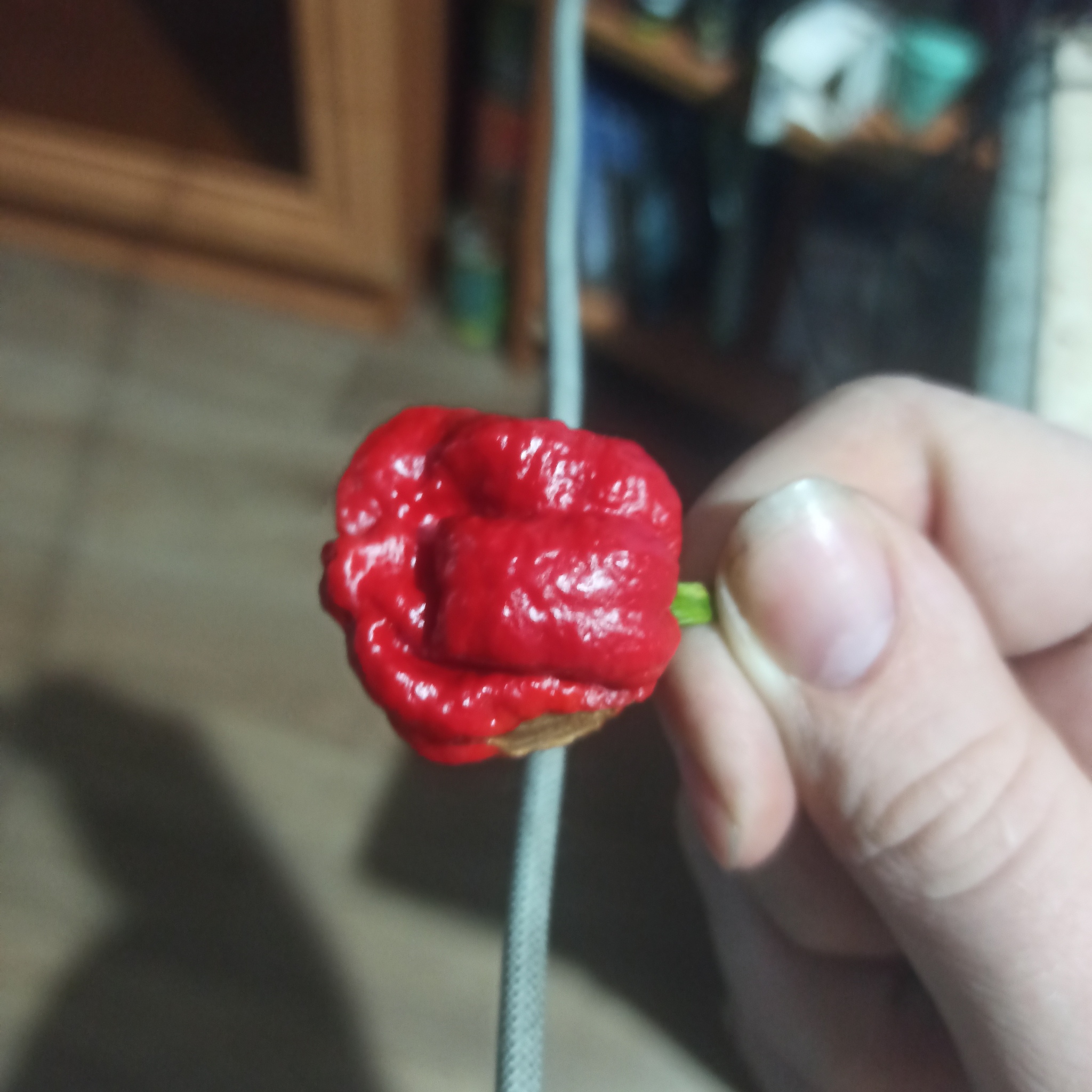 Can you help me identify the type of pepper? - My, Hot peppers, Carolina Reaper, Longpost