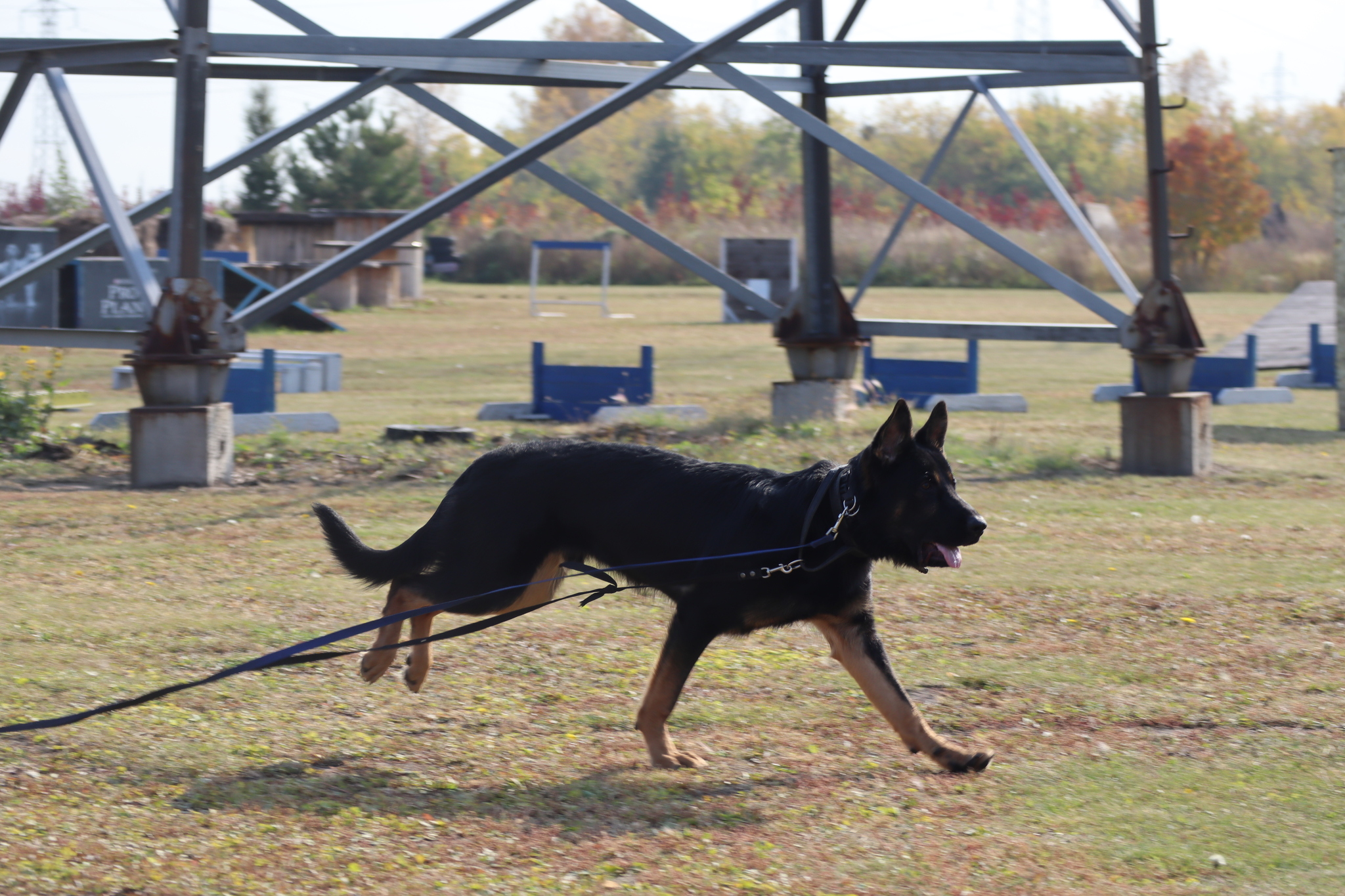 Dog training in Omsk - OCSSSS 28 - 09 - 2024 - Dog, Dog lovers, Puppies, Omsk, Training, Г“Г±Г±Г±, Friend, Care, Longpost