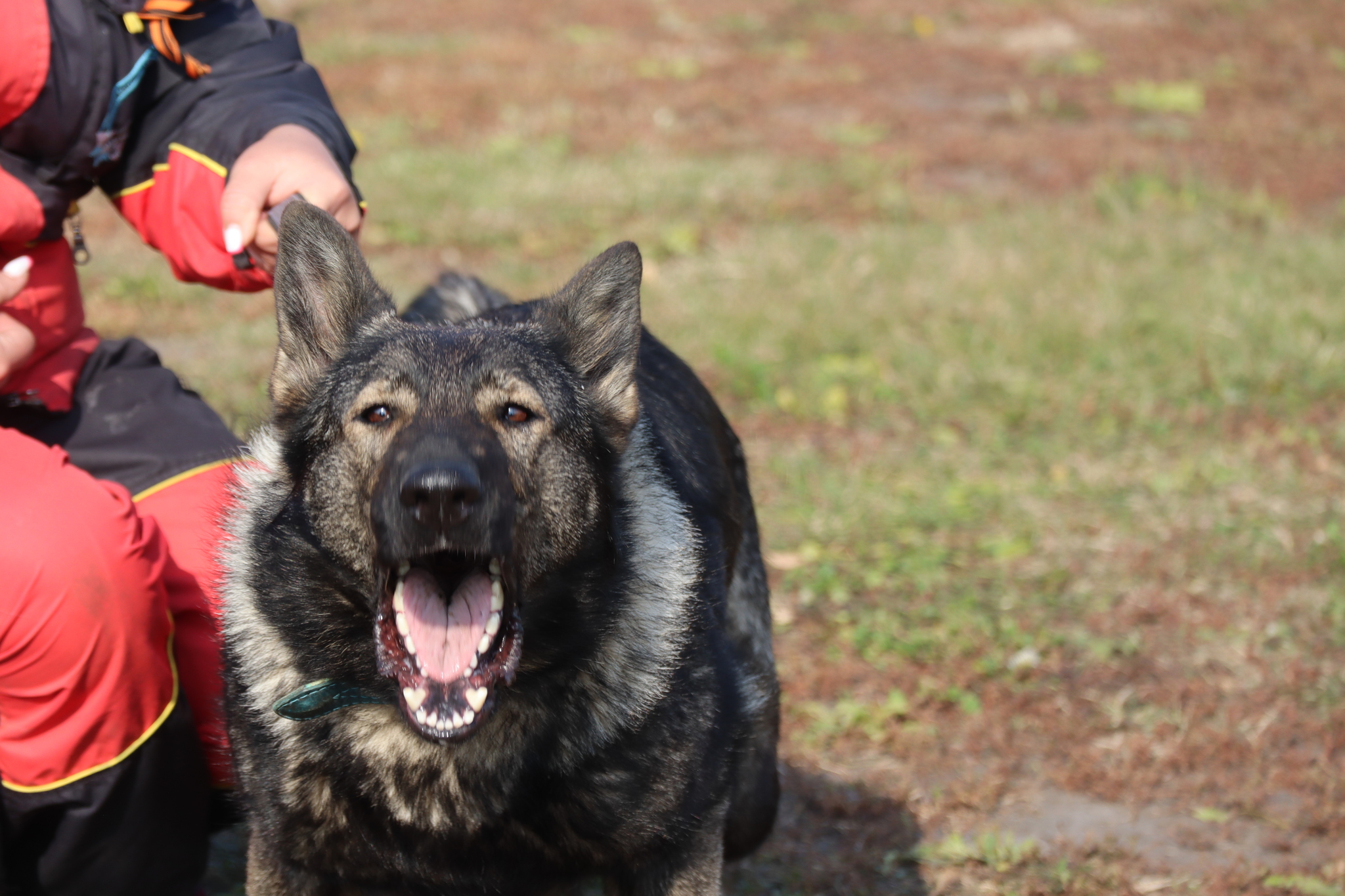 Dog training in Omsk - OCSSSS 28 - 09 - 2024 - Dog, Dog lovers, Puppies, Omsk, Training, Г“Г±Г±Г±, Friend, Care, Longpost