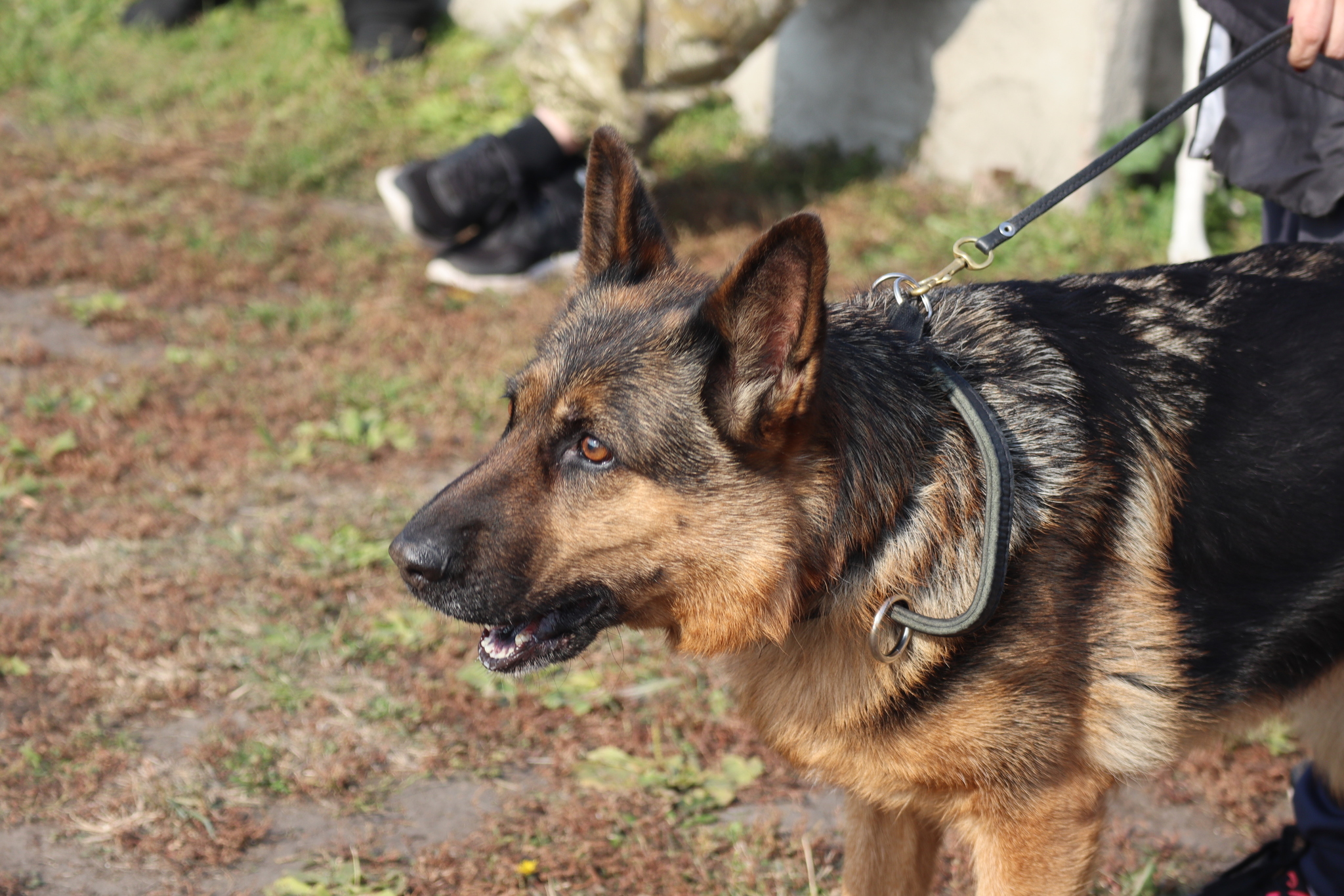 Dog training in Omsk - OCSSSS 28 - 09 - 2024 - Dog, Dog lovers, Puppies, Omsk, Training, Г“Г±Г±Г±, Friend, Care, Longpost