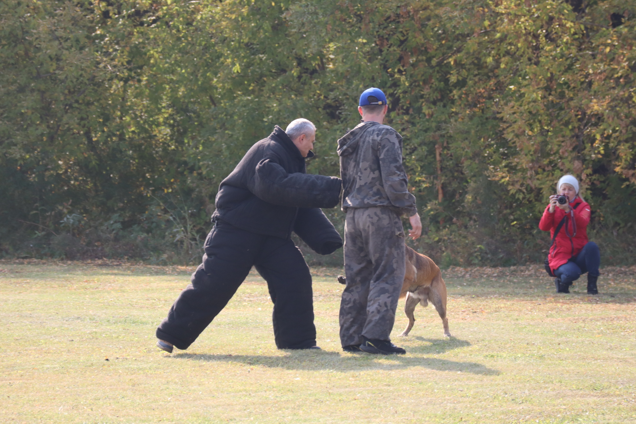 Dog training in Omsk - OCSSSS 28 - 09 - 2024 - Dog, Dog lovers, Puppies, Omsk, Training, Г“Г±Г±Г±, Friend, Care, Longpost