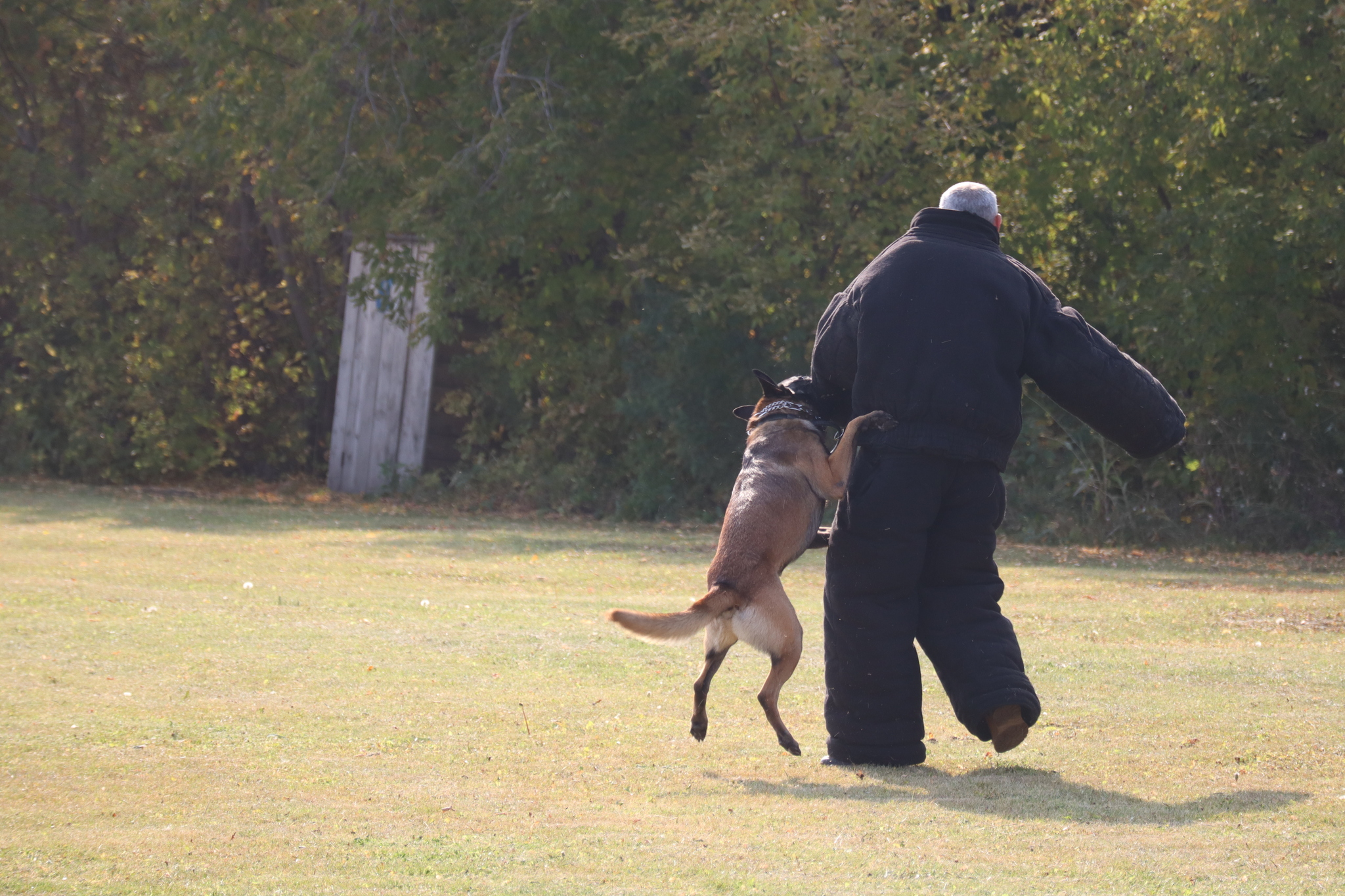 Dog training in Omsk - OCSSSS 28 - 09 - 2024 - Dog, Dog lovers, Puppies, Omsk, Training, Г“Г±Г±Г±, Friend, Care, Longpost