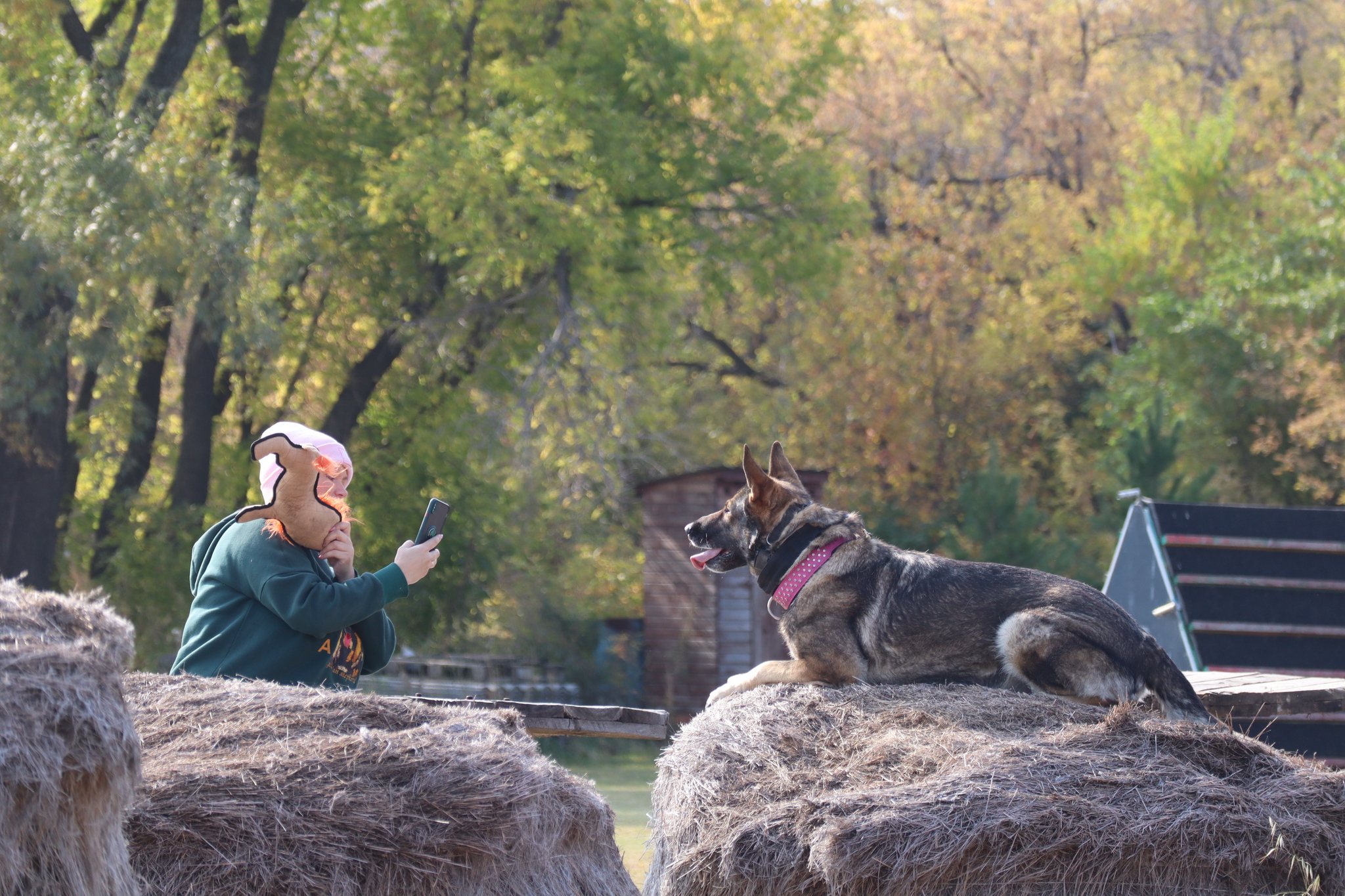 Dog training in Omsk - OCSSSS 28 - 09 - 2024 - Dog, Dog lovers, Puppies, Omsk, Training, Г“Г±Г±Г±, Friend, Care, Longpost